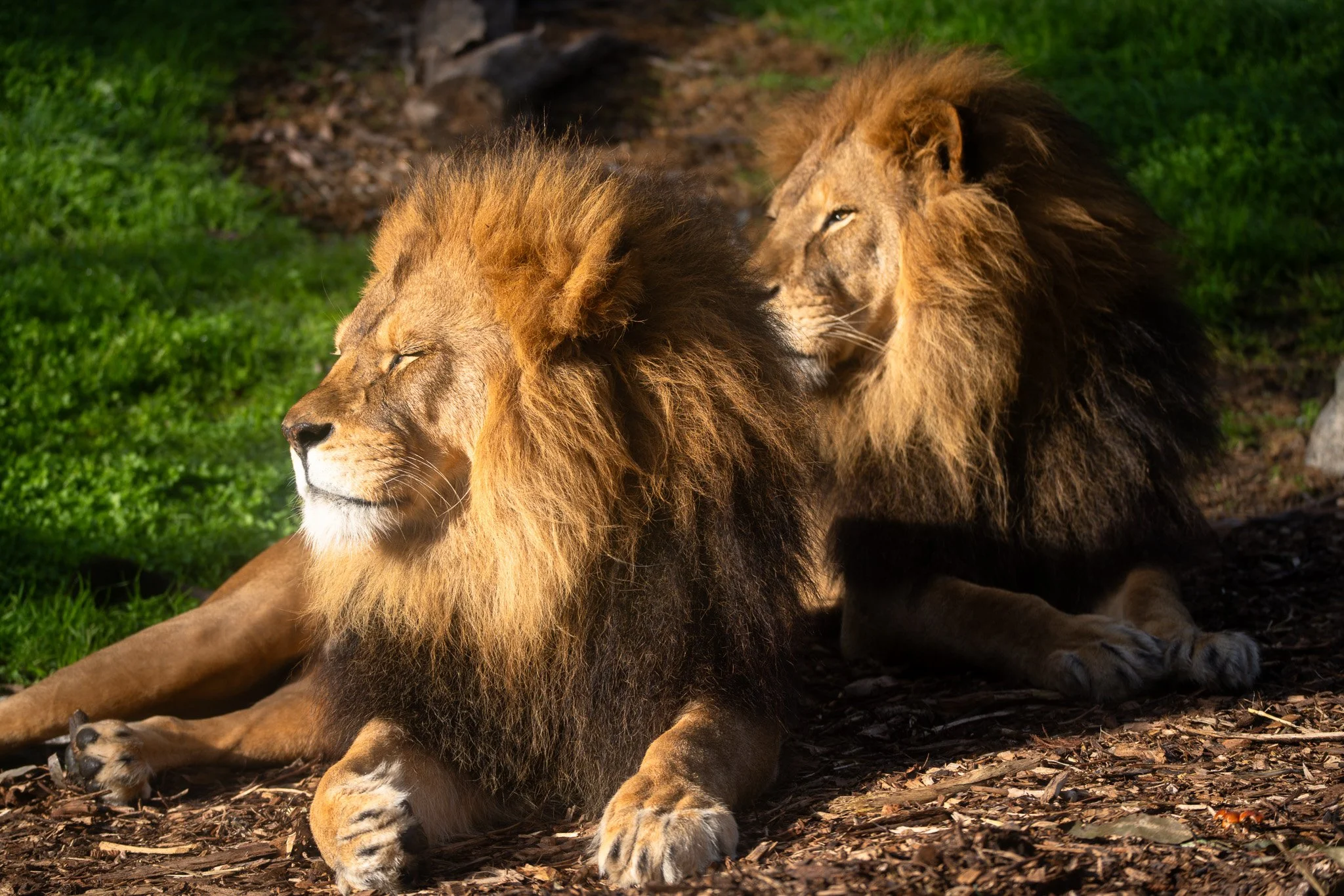 Two male lion brothers resting together at Melbourne Zoo