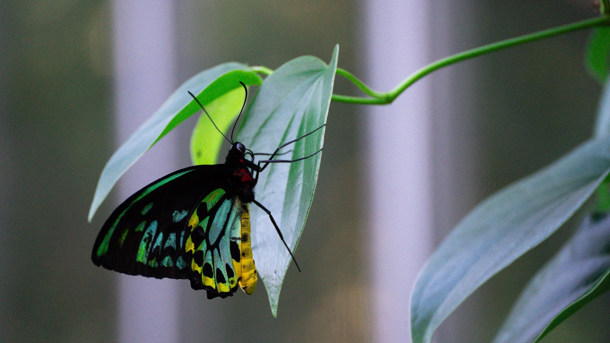 Butterfly - Melbourne Zoo