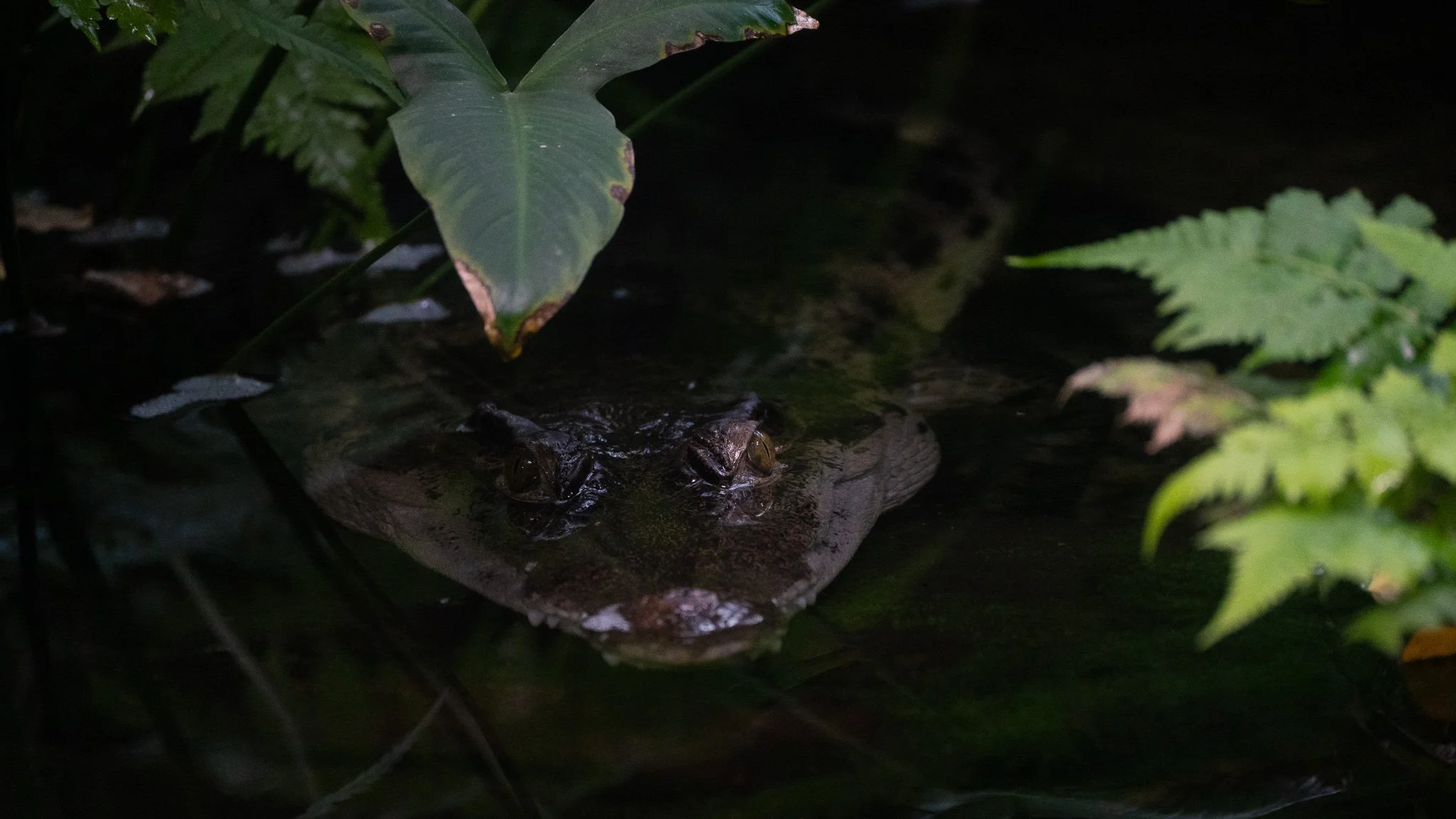 Alligator - Melbourne Zoo