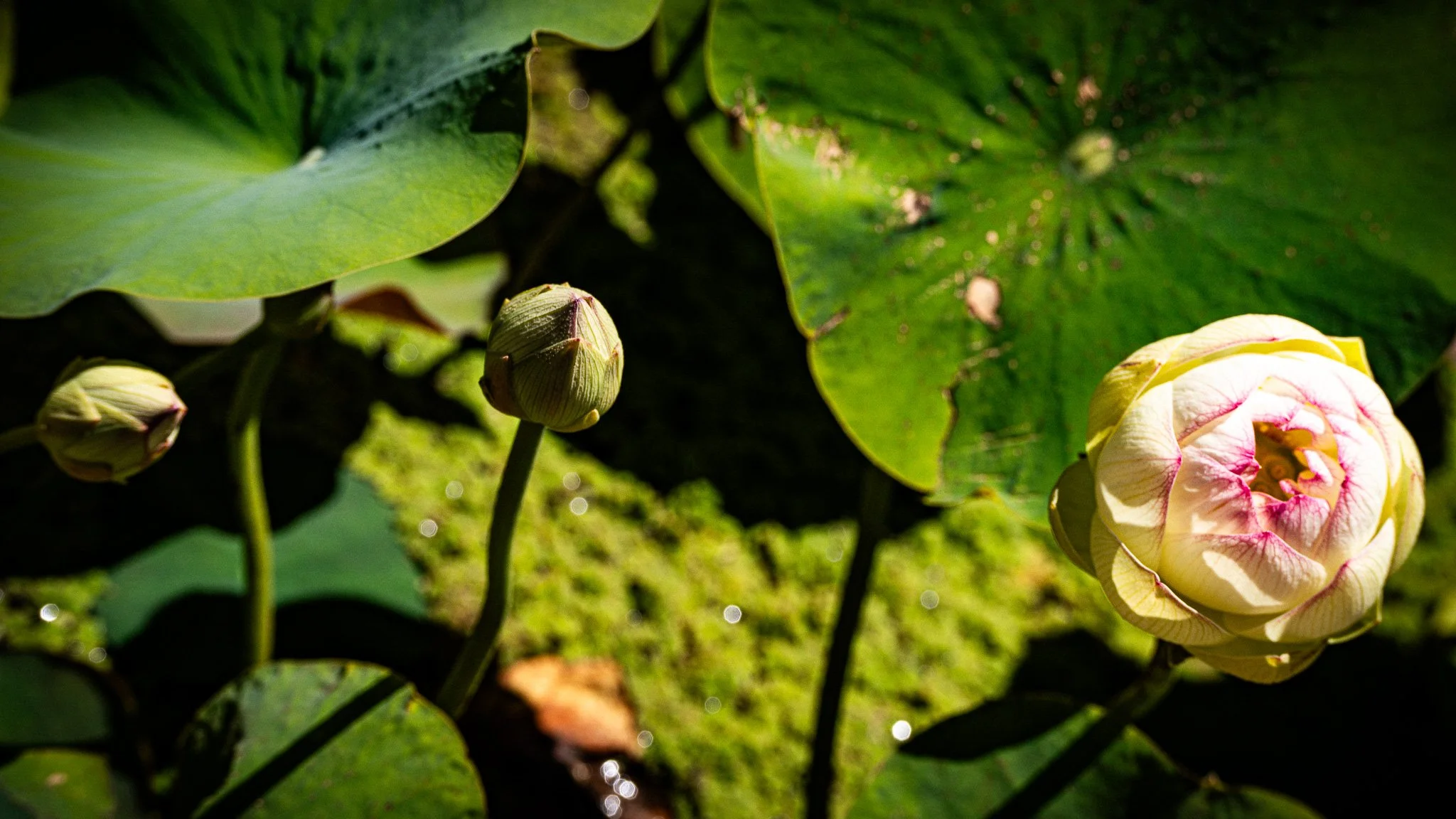 Lotus flower about to bloom