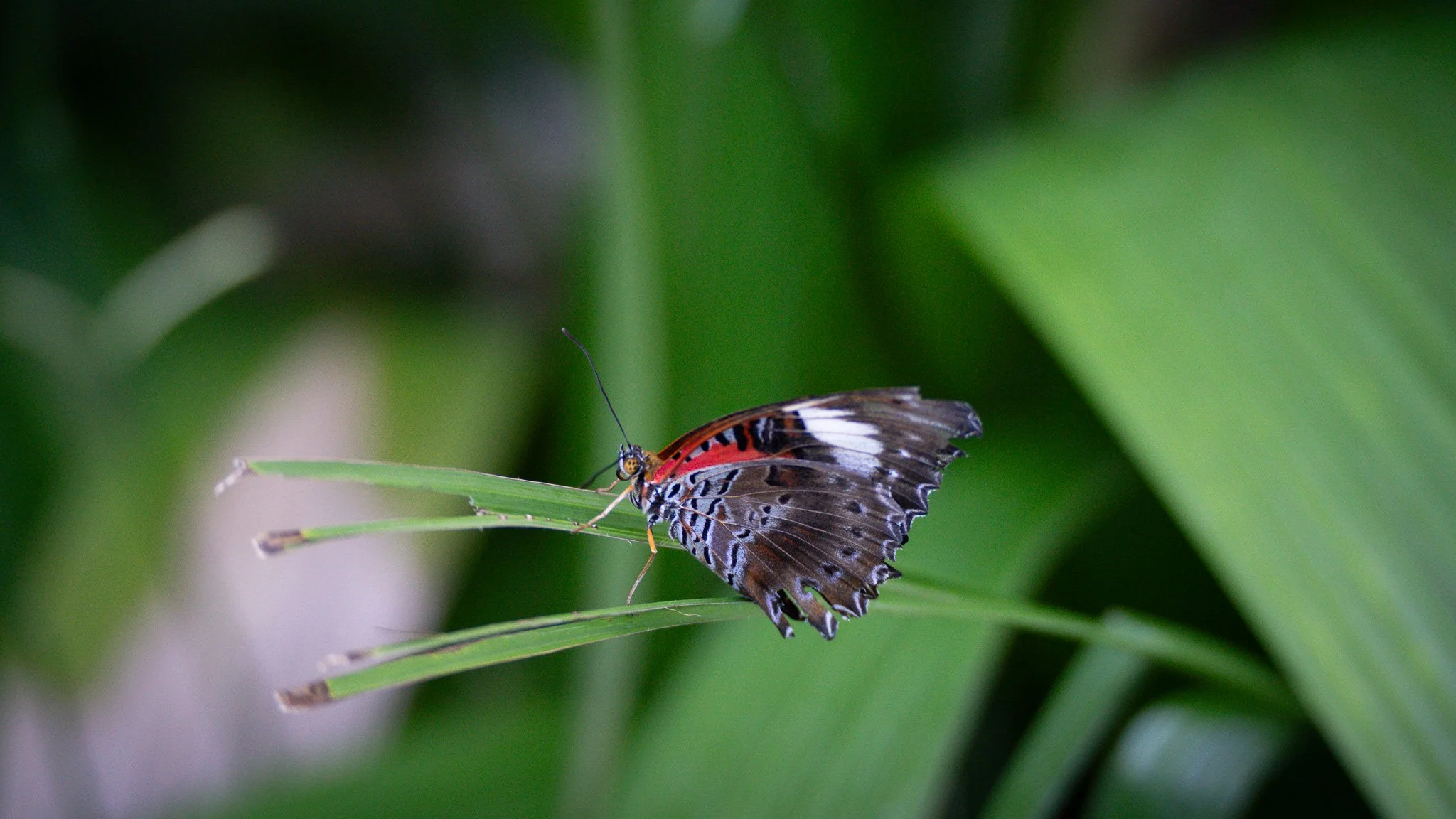 Butterfly - Melbourne Zoo