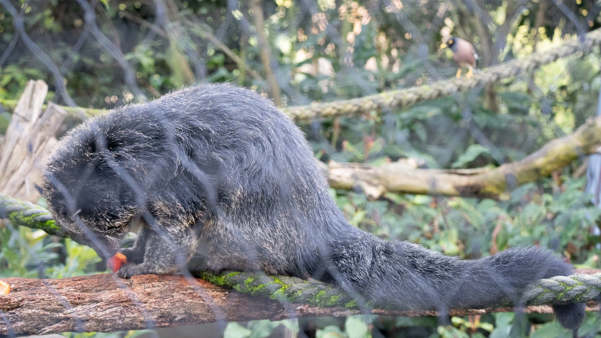Binturong - Melbourne Zoo