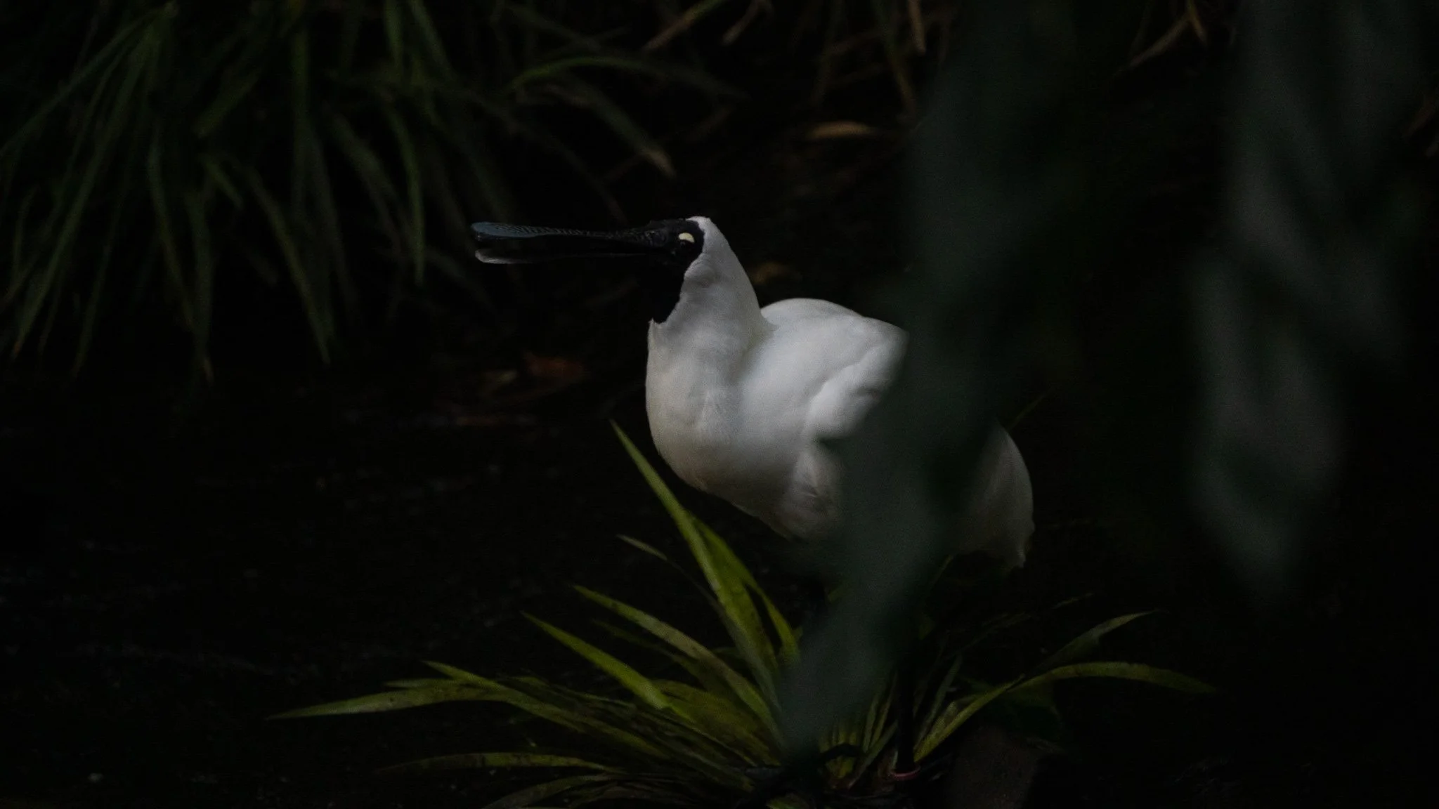 Royal Spoonbill - Melbourne Zoo