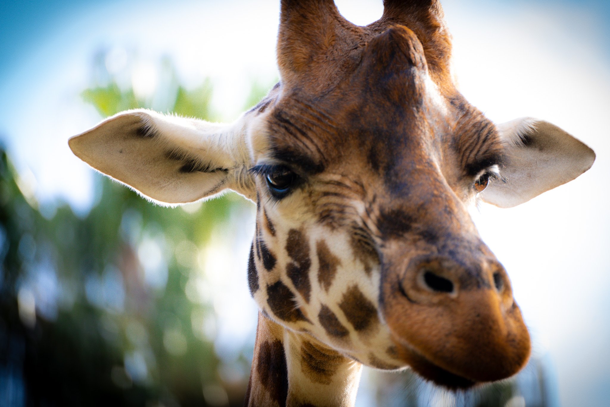 Giraffe face up close at Melbourne Zoo