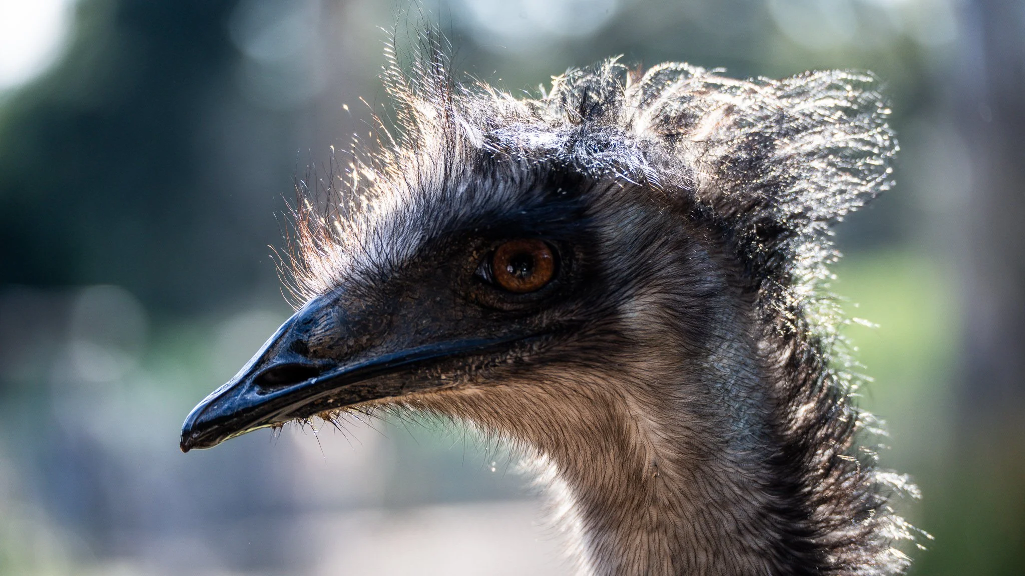 Emu - Melbourne Zoo