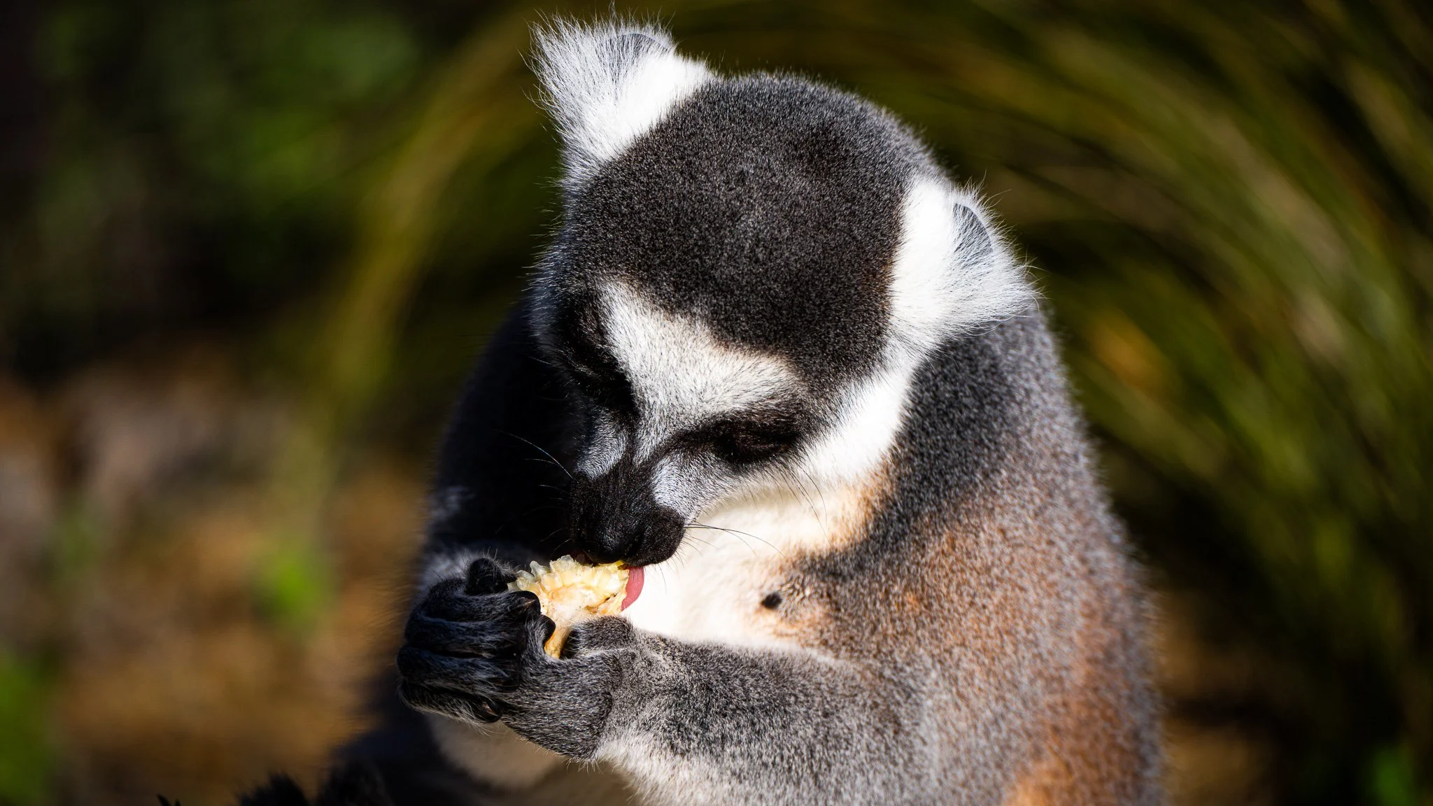 Ring-tailed Lemur - Melbourne Zoo