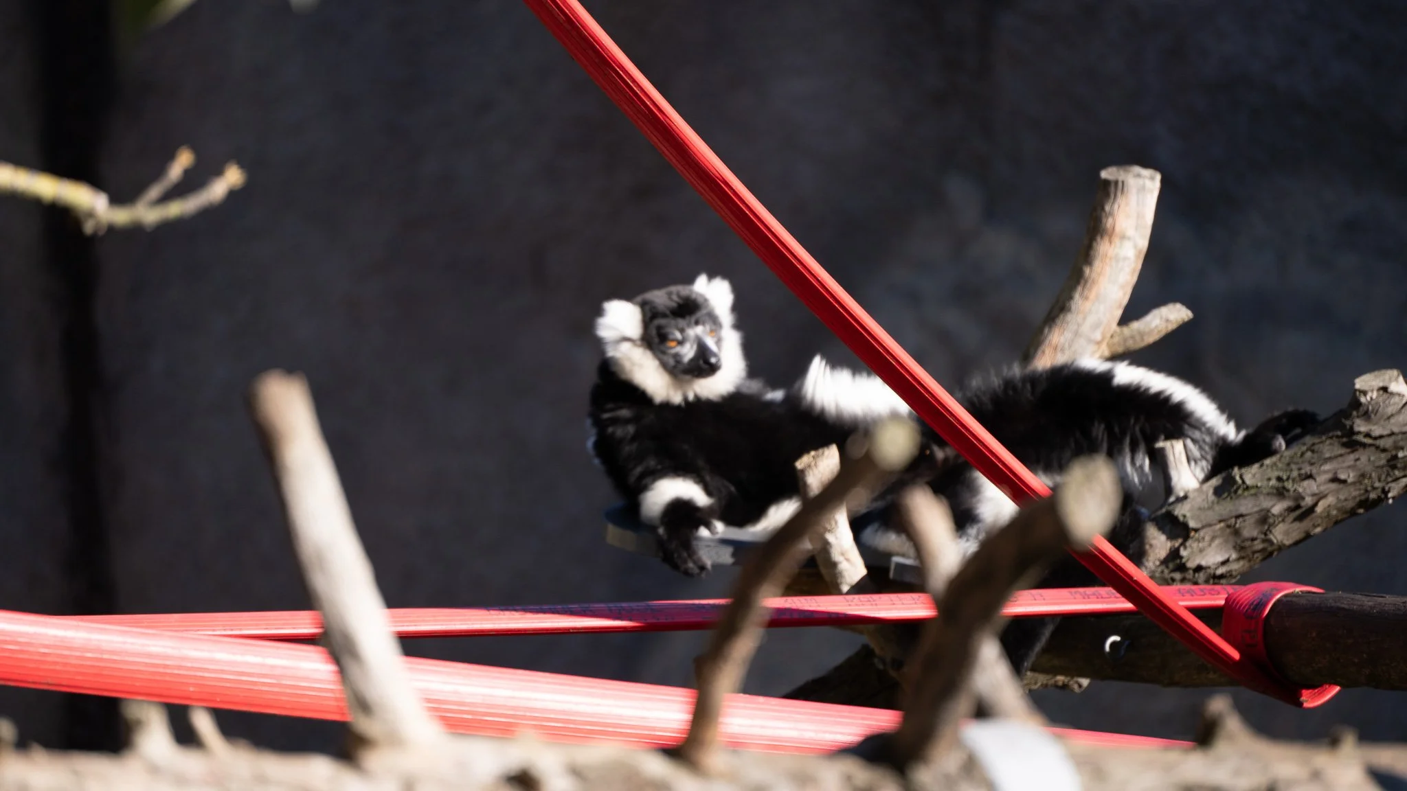 Black & White Ruffled Lemur - Melbourne Zoo