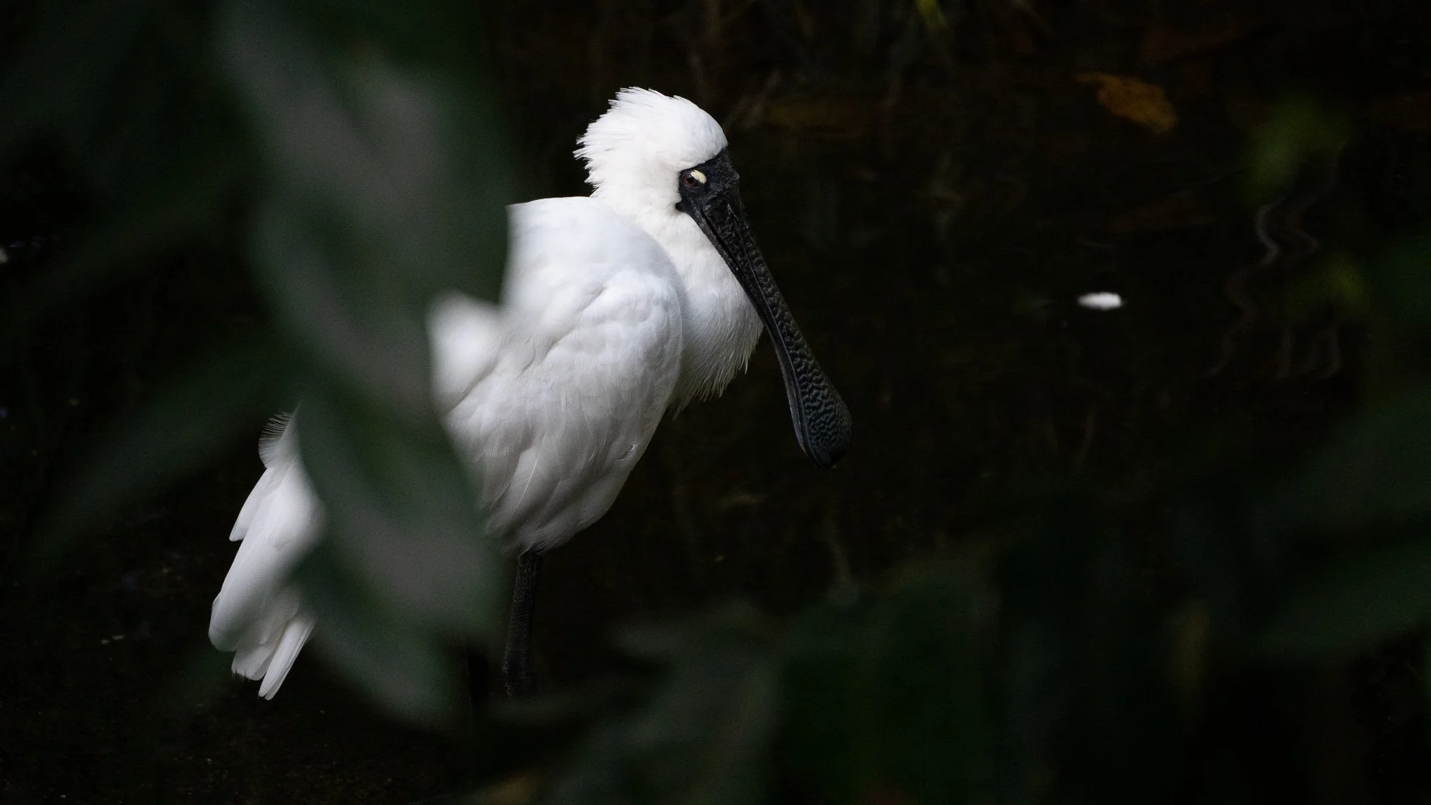 Royal Spoonbill - Melbourne Zoo