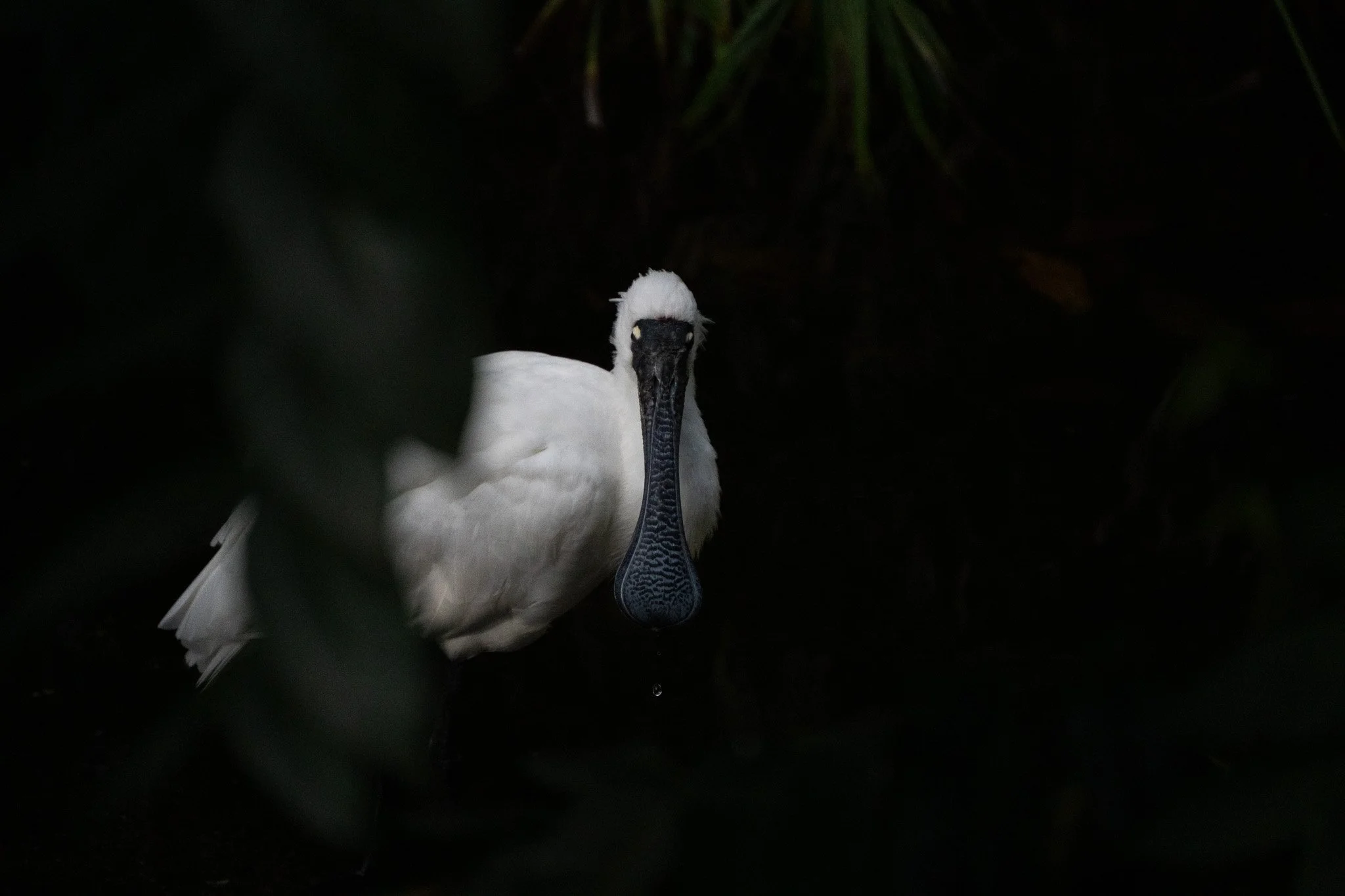 The Royal Spoonbill with a drop of water falls from its bill at Melbourne Zoo
