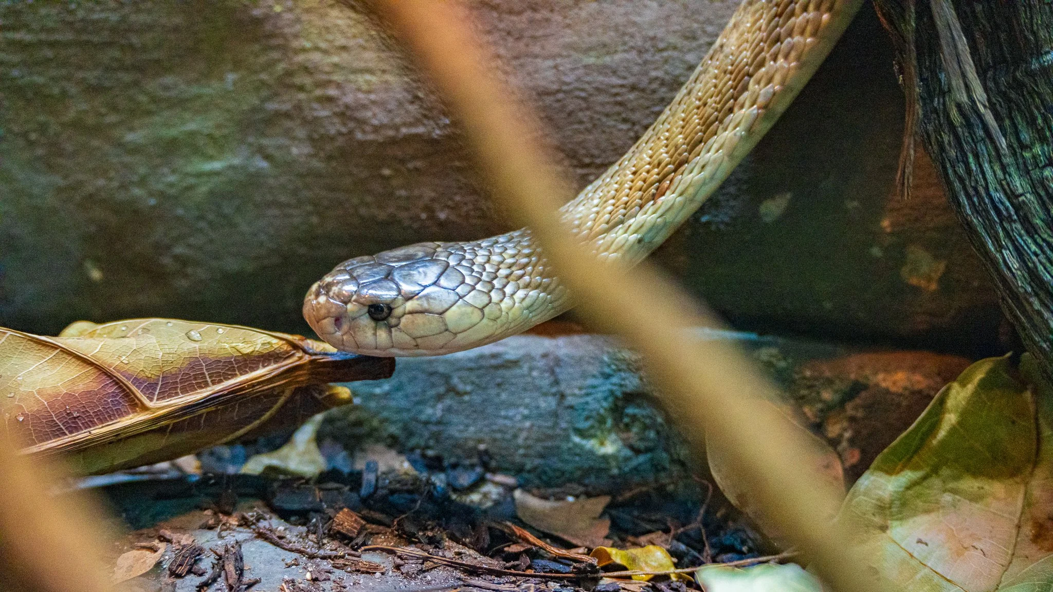 Snake - Melbourne Zoo