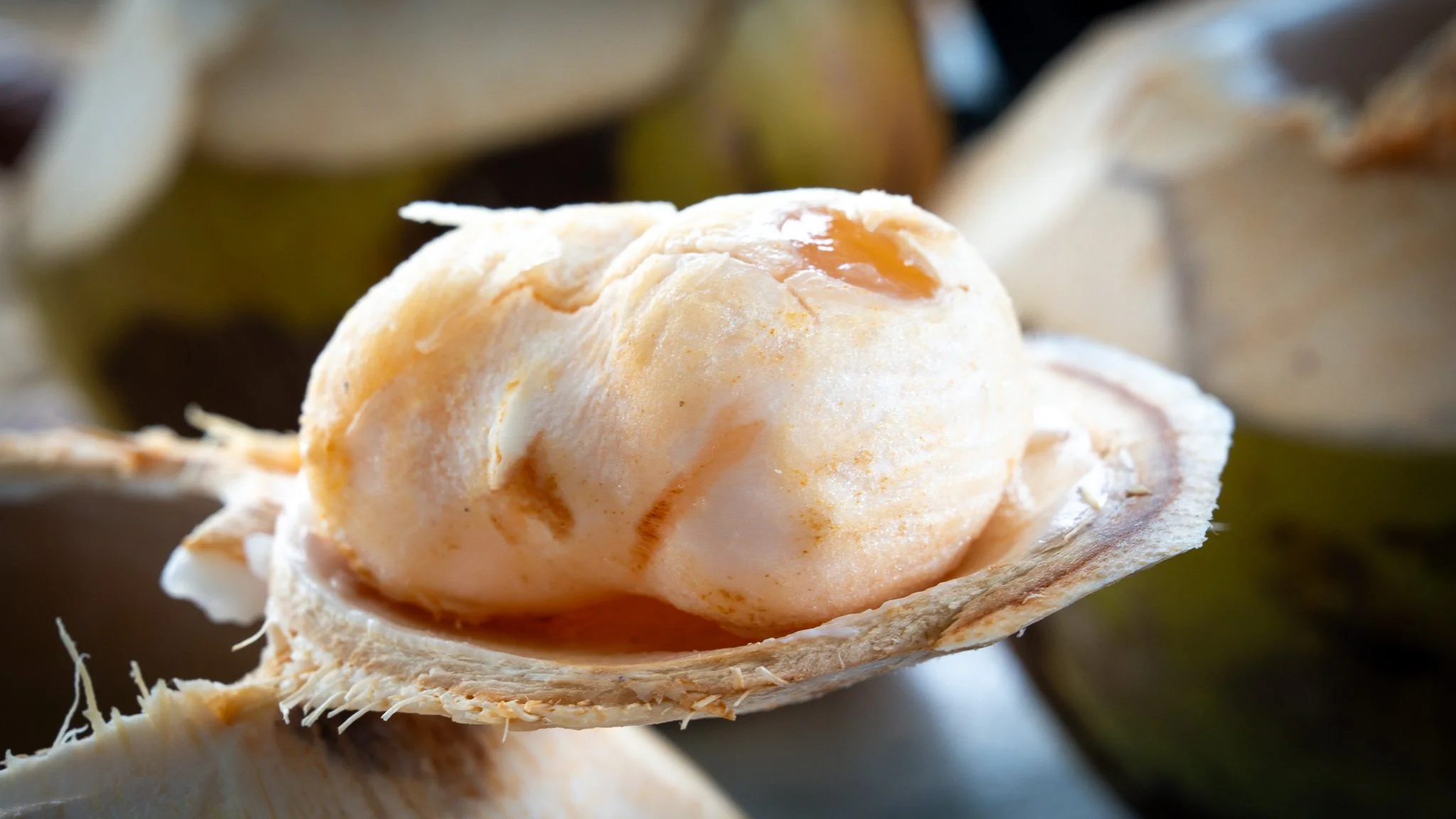 Lontar Palm Fruit - Lasiana Beach