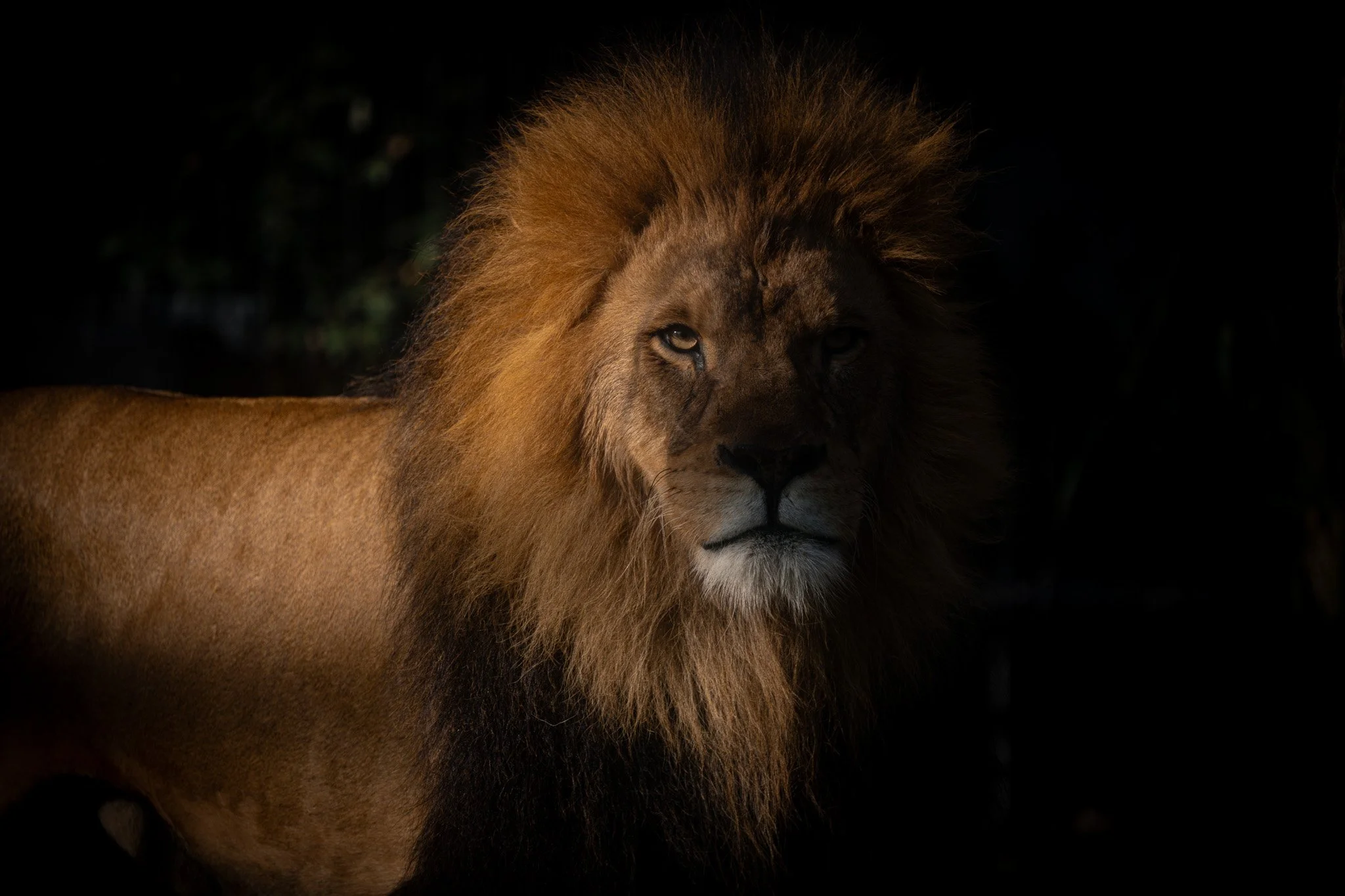 Male lion staring at the camera at Melbourne zoo