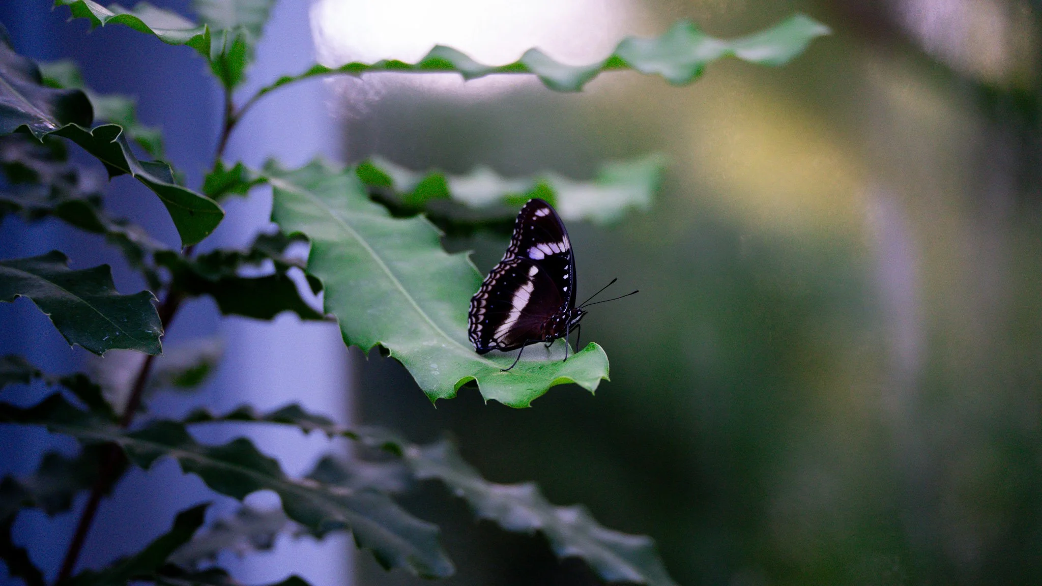 Butterfly - Melbourne Zoo