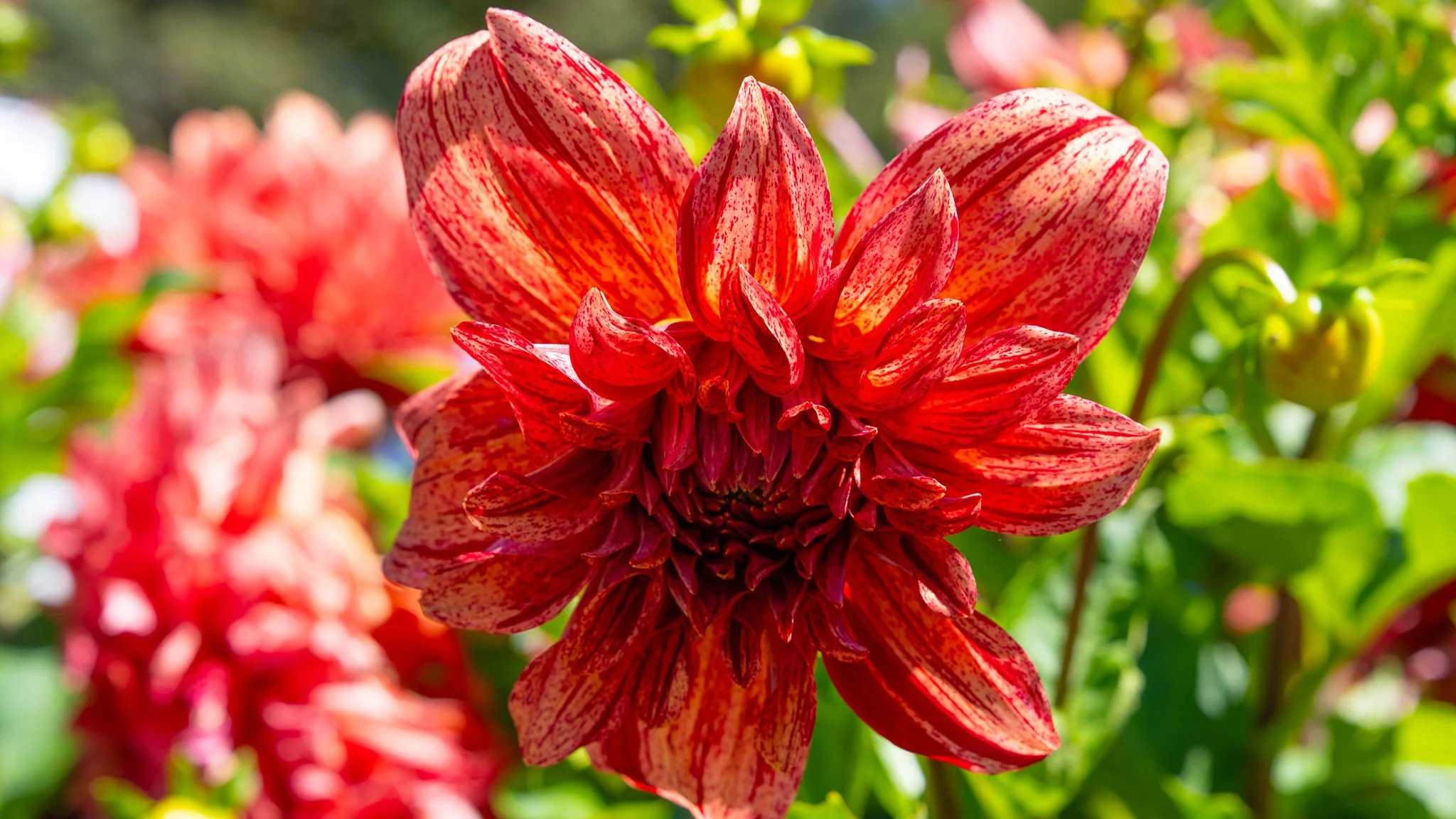 Flowers - Ballarat Botanical Garden