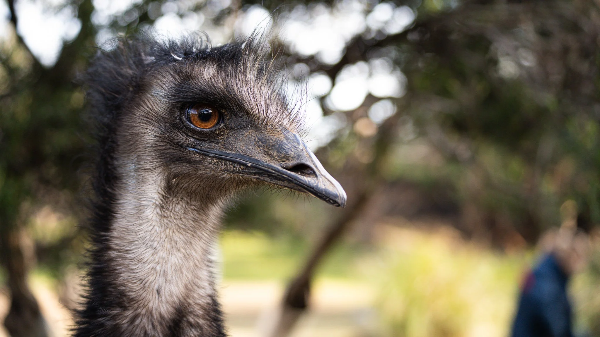 Emu - Melbourne Zoo