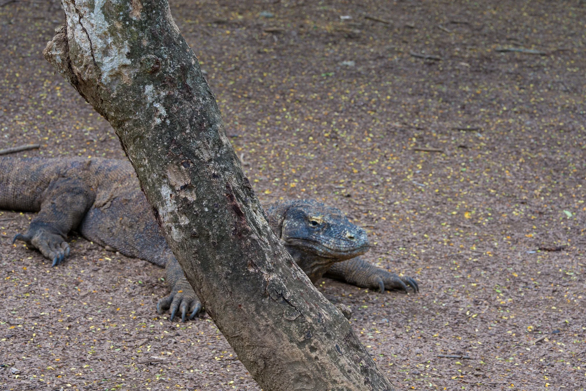 Komodo Island