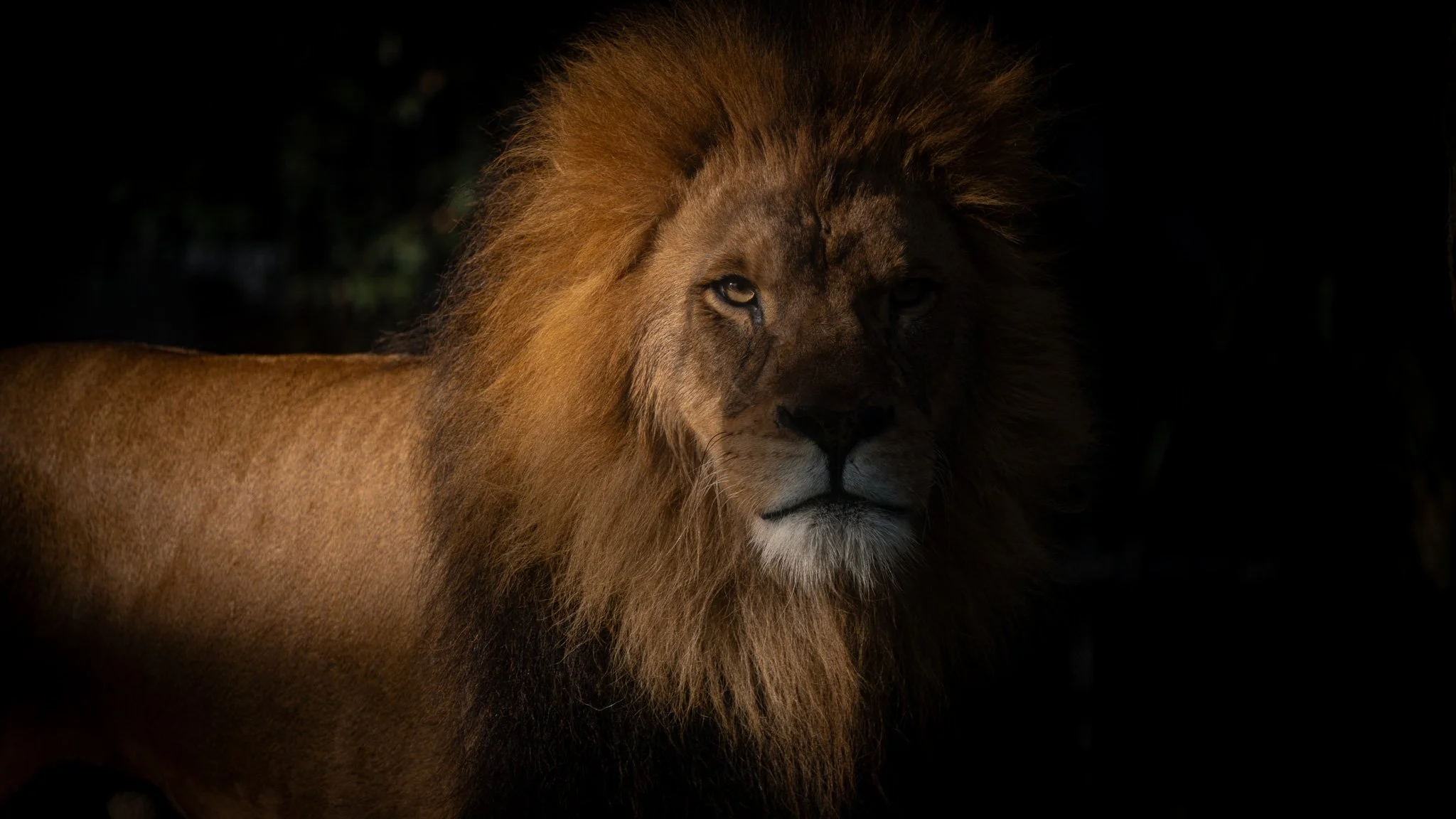 Lion - Melbourne Zoo