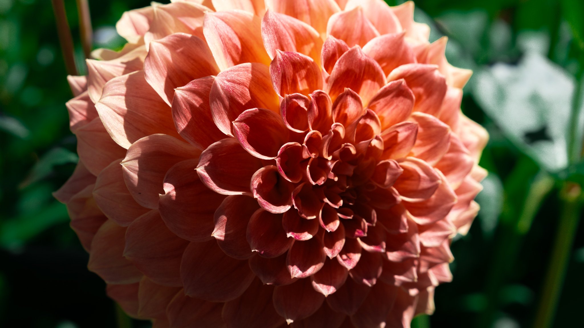 Flowers - Ballarat Botanical Garden
