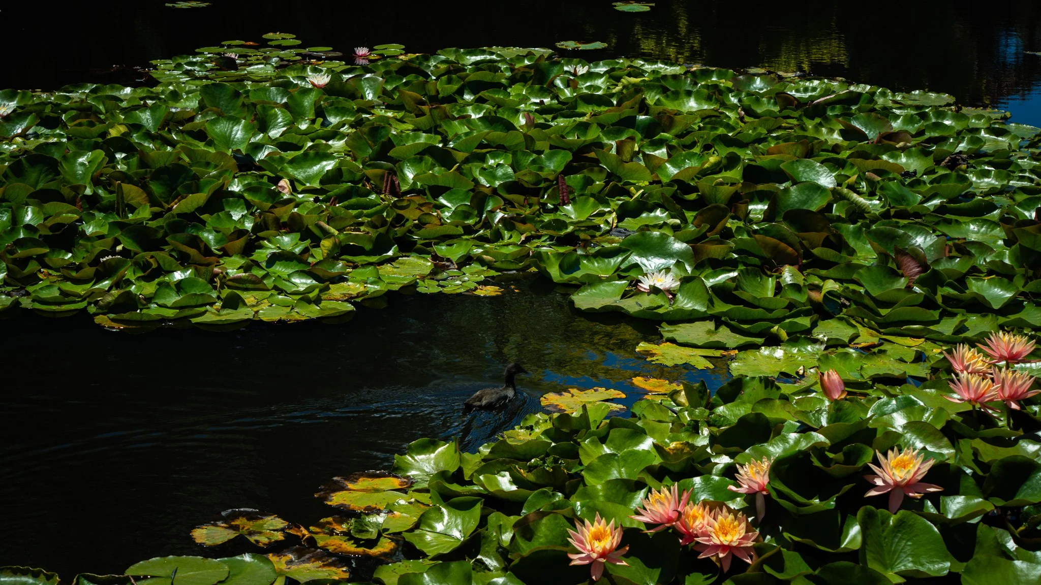 A duck in lotus pond