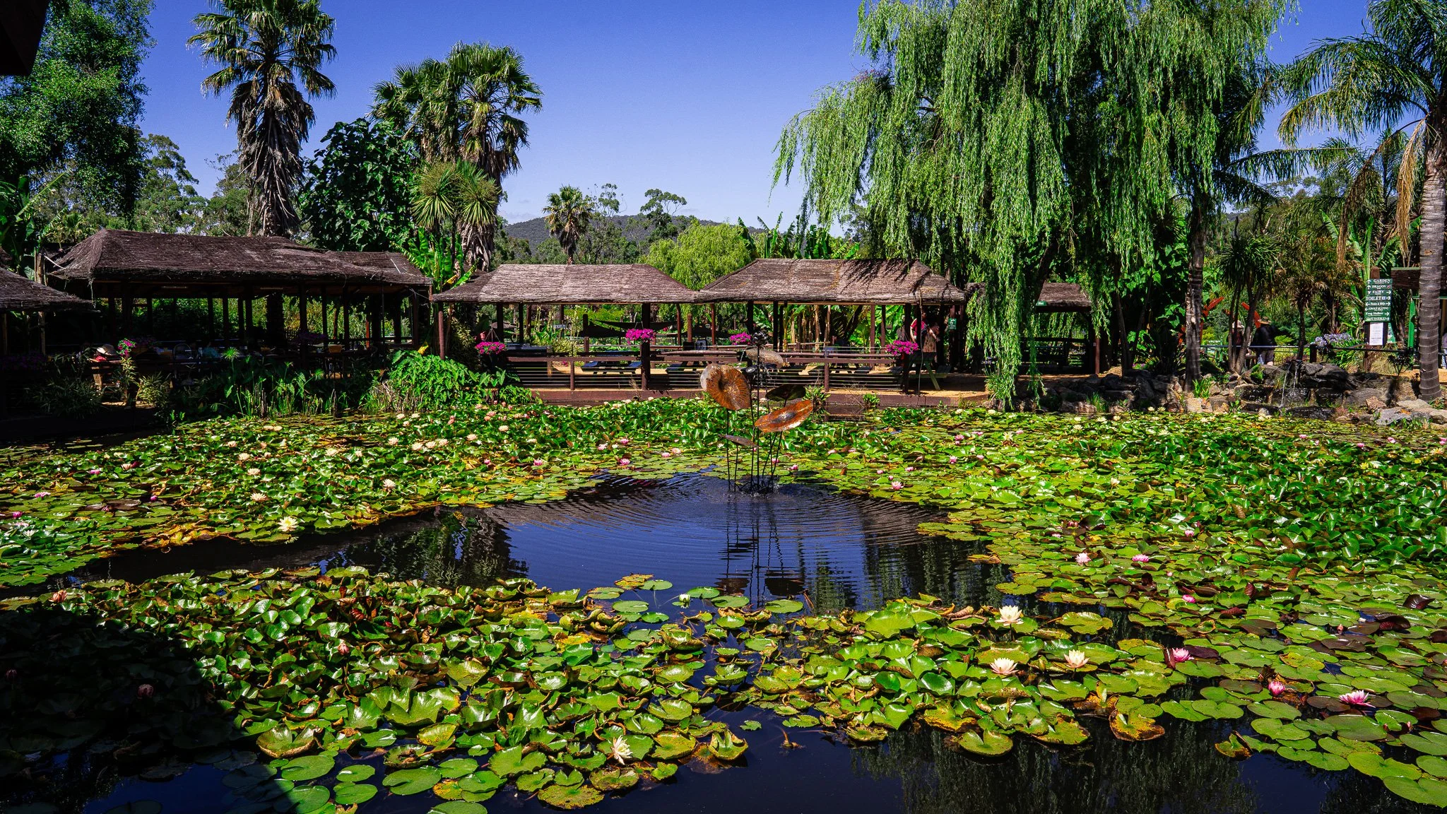 Lotus pond near the entrance