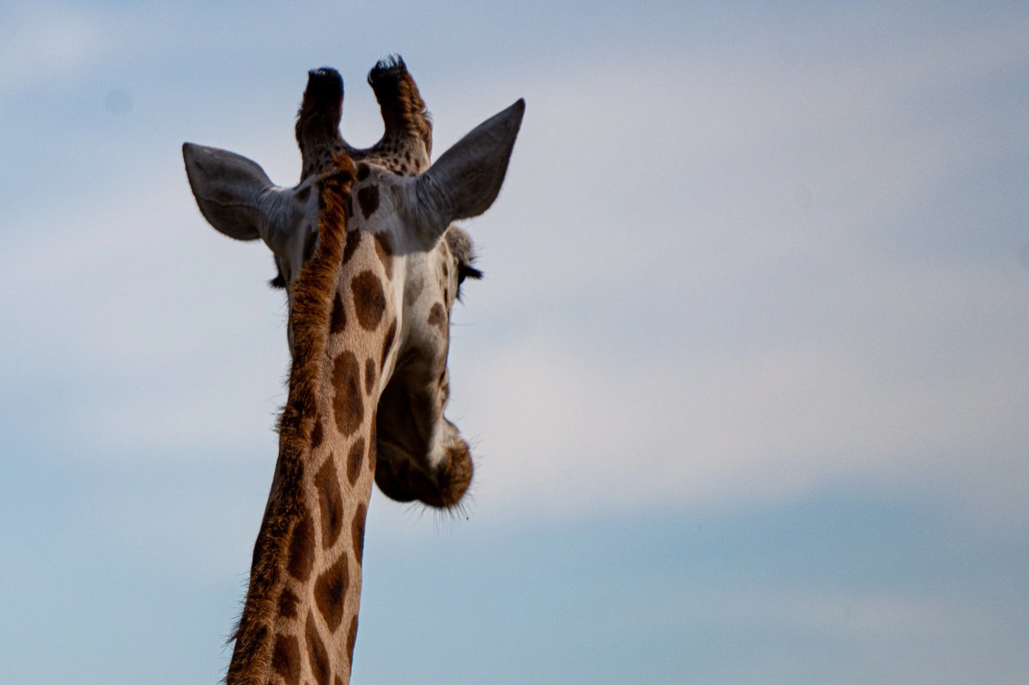 The back of giraffe head as it walks away at Melbourne Zoo