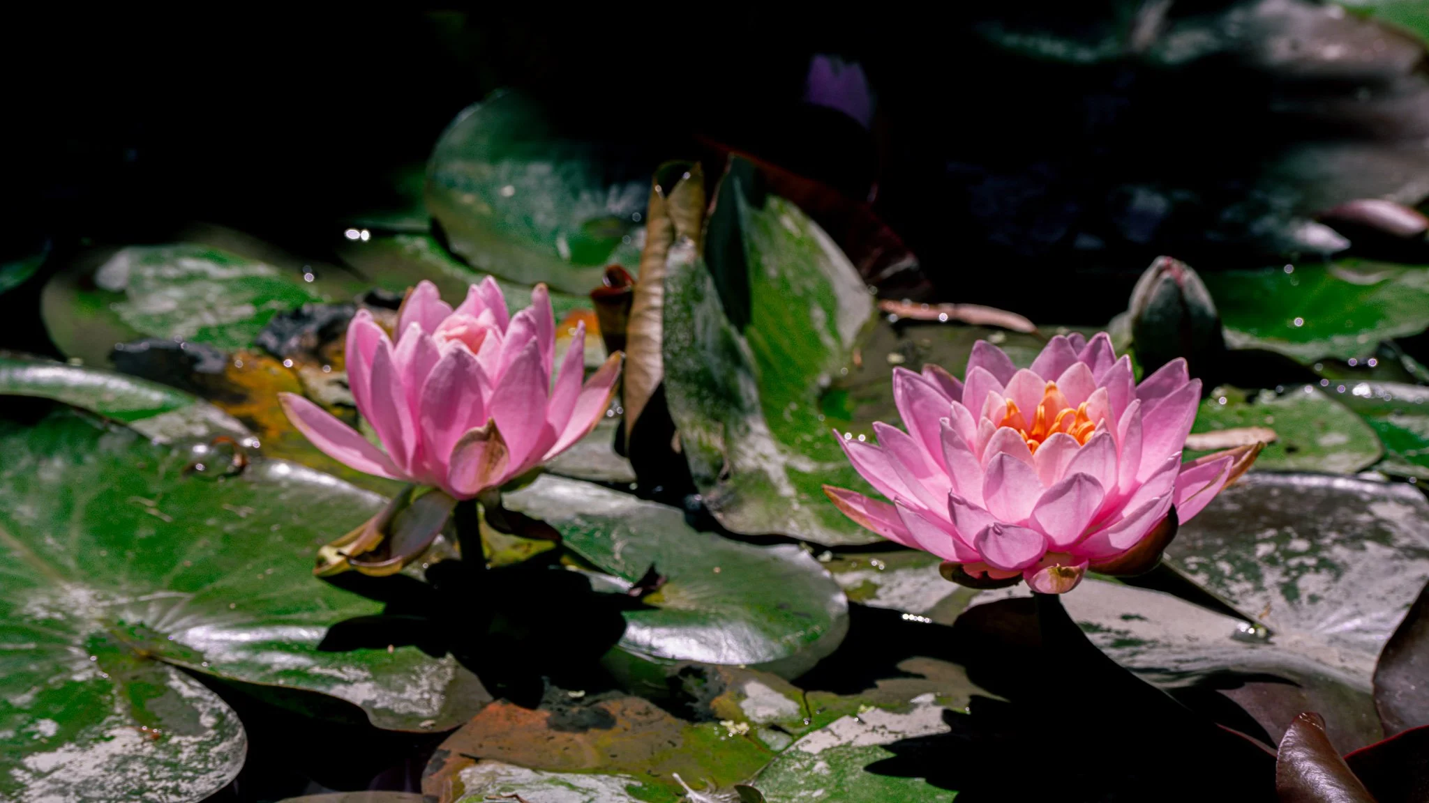 Pink lotus flowers