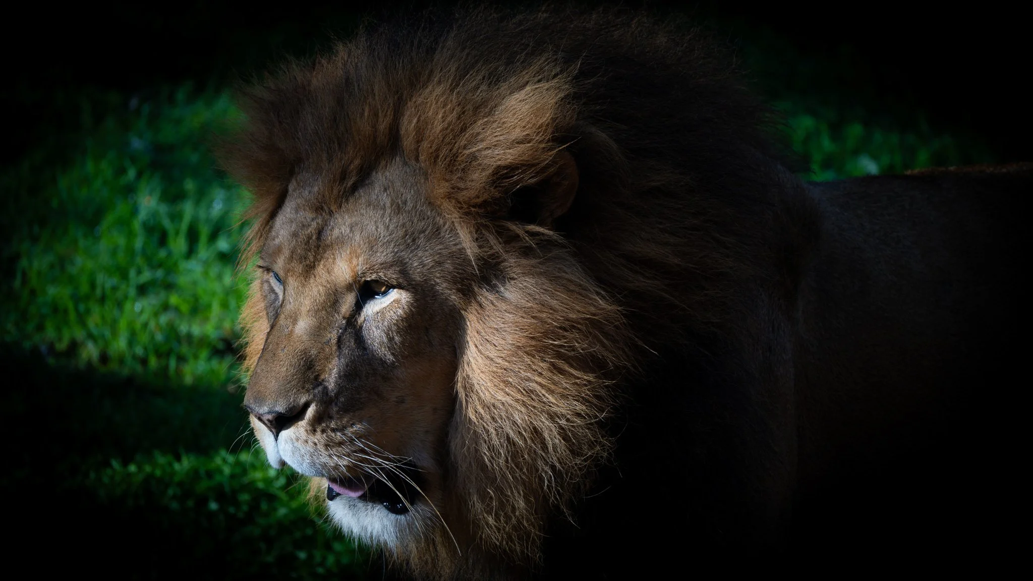 Lion - Melbourne Zoo