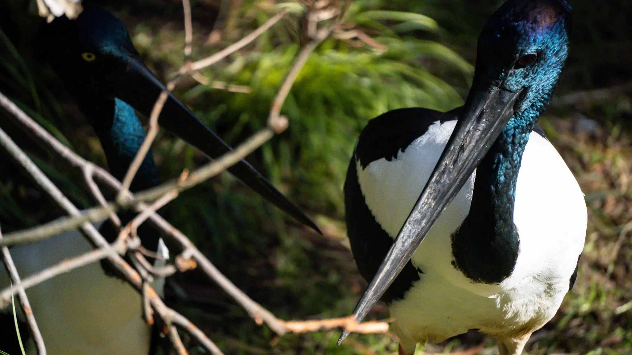 Black-necked Stork (Jabiru) - Melbourne Zoo
