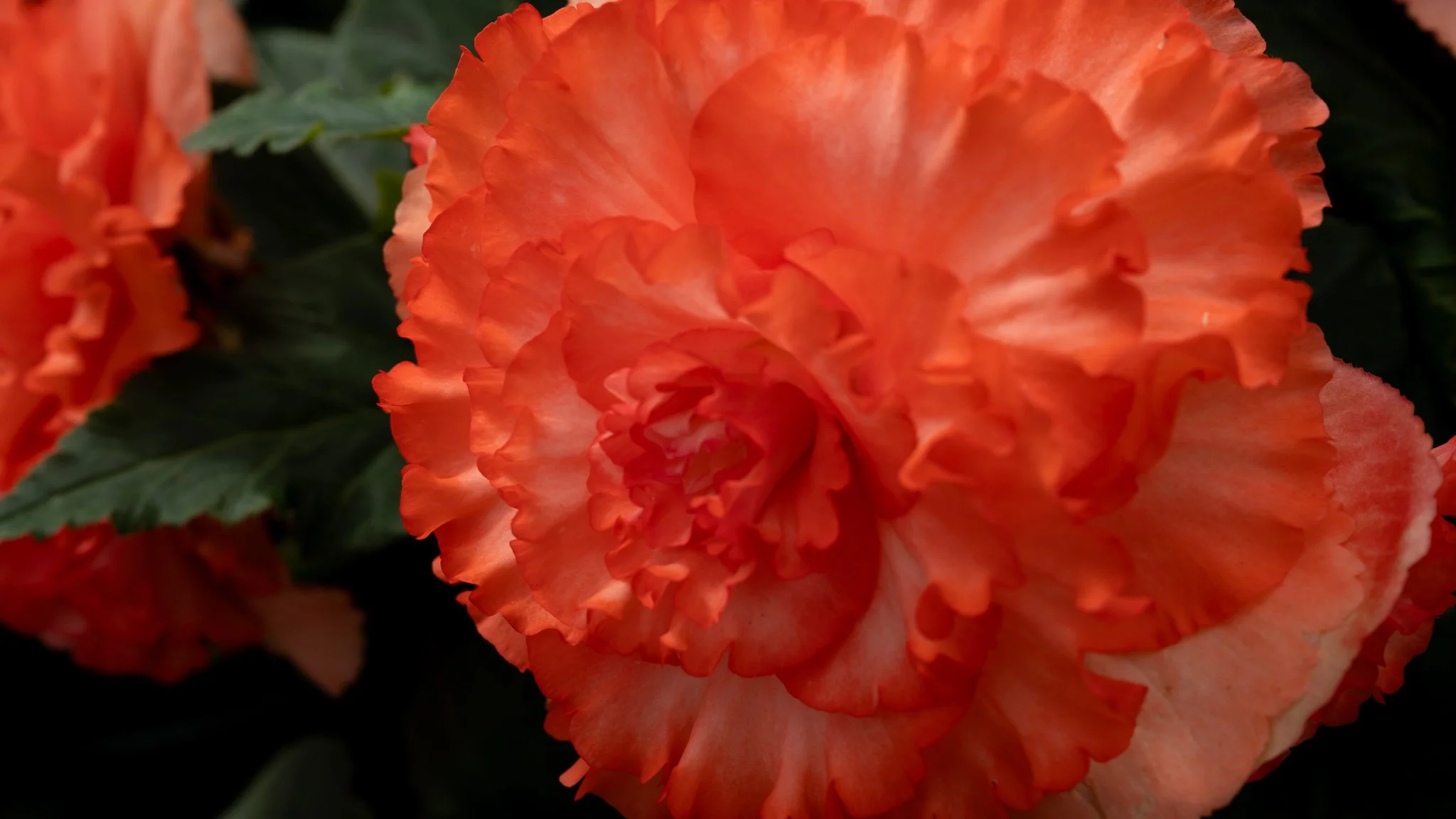 Flowers - Ballarat Botanical Garden