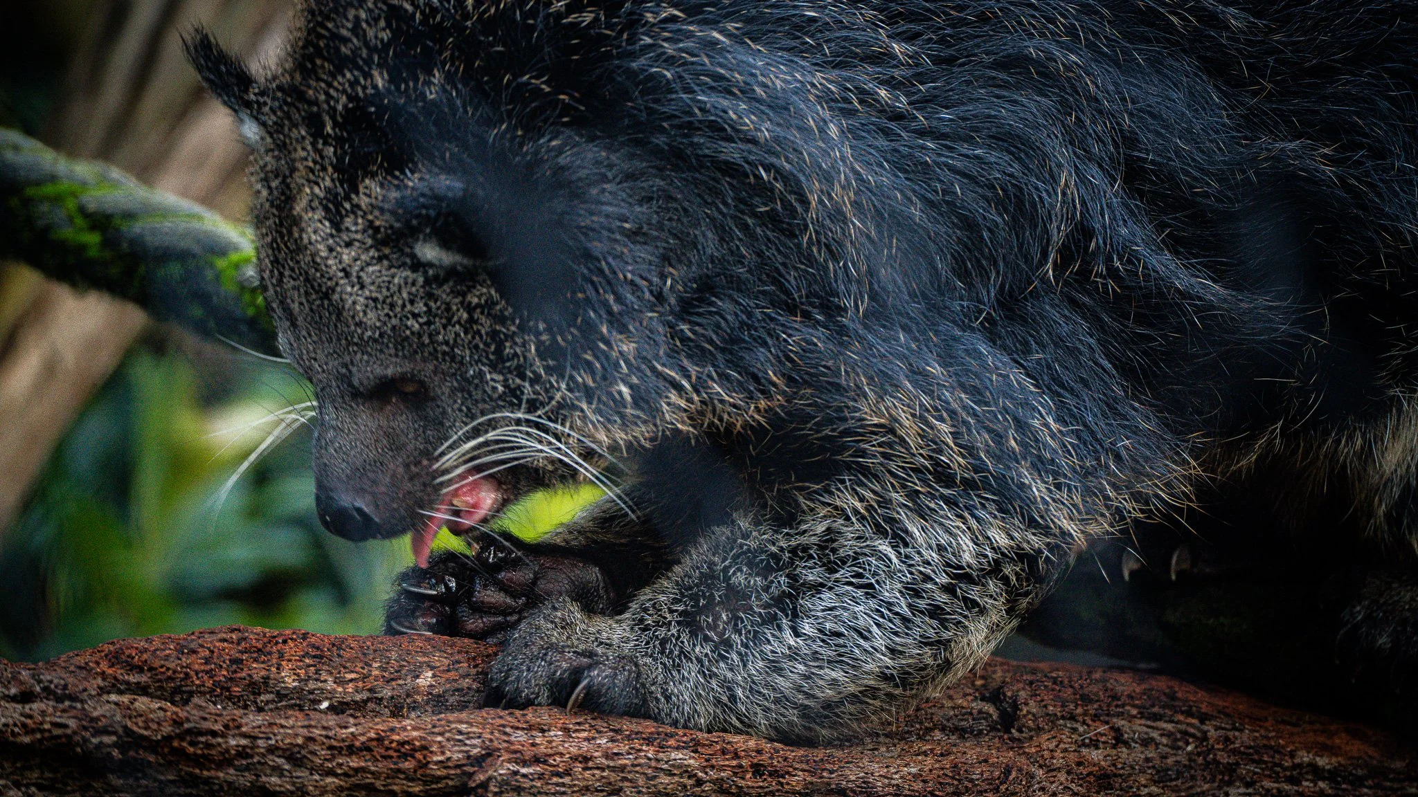 Binturong - Melbourne Zoo