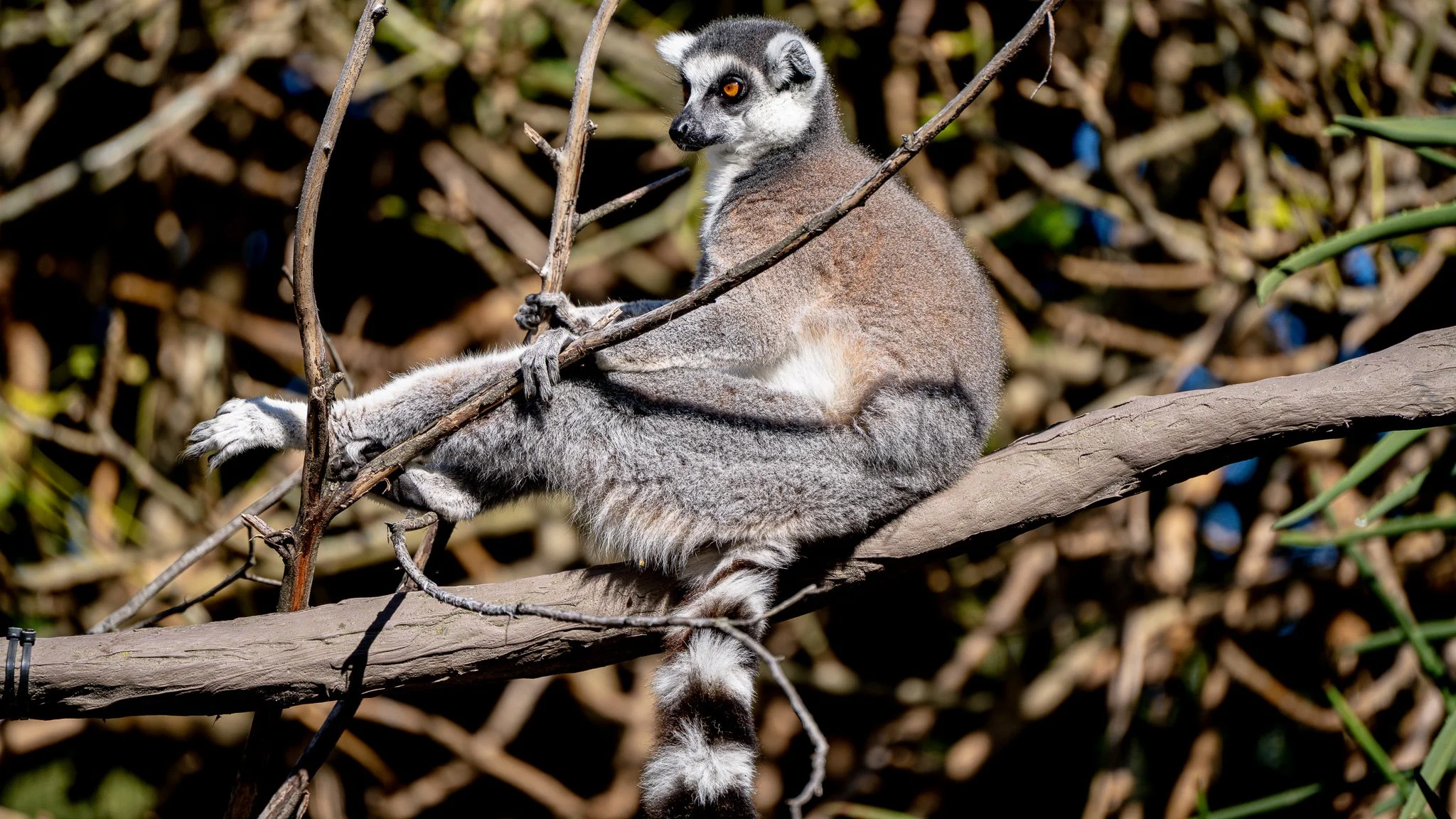 Ring-tailed Lemur - Melbourne Zoo