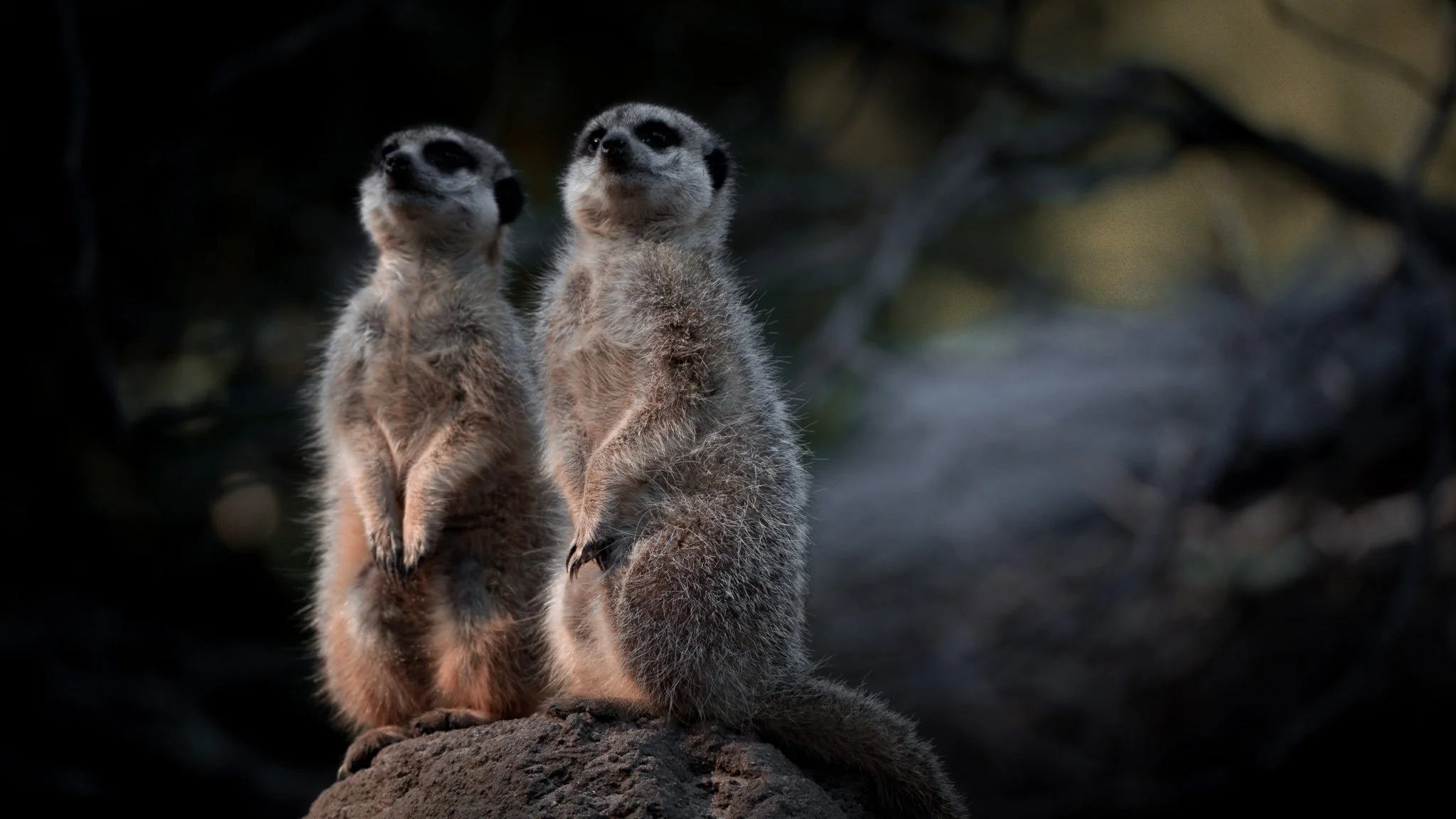 Meerkats - Melbourne Zoo
