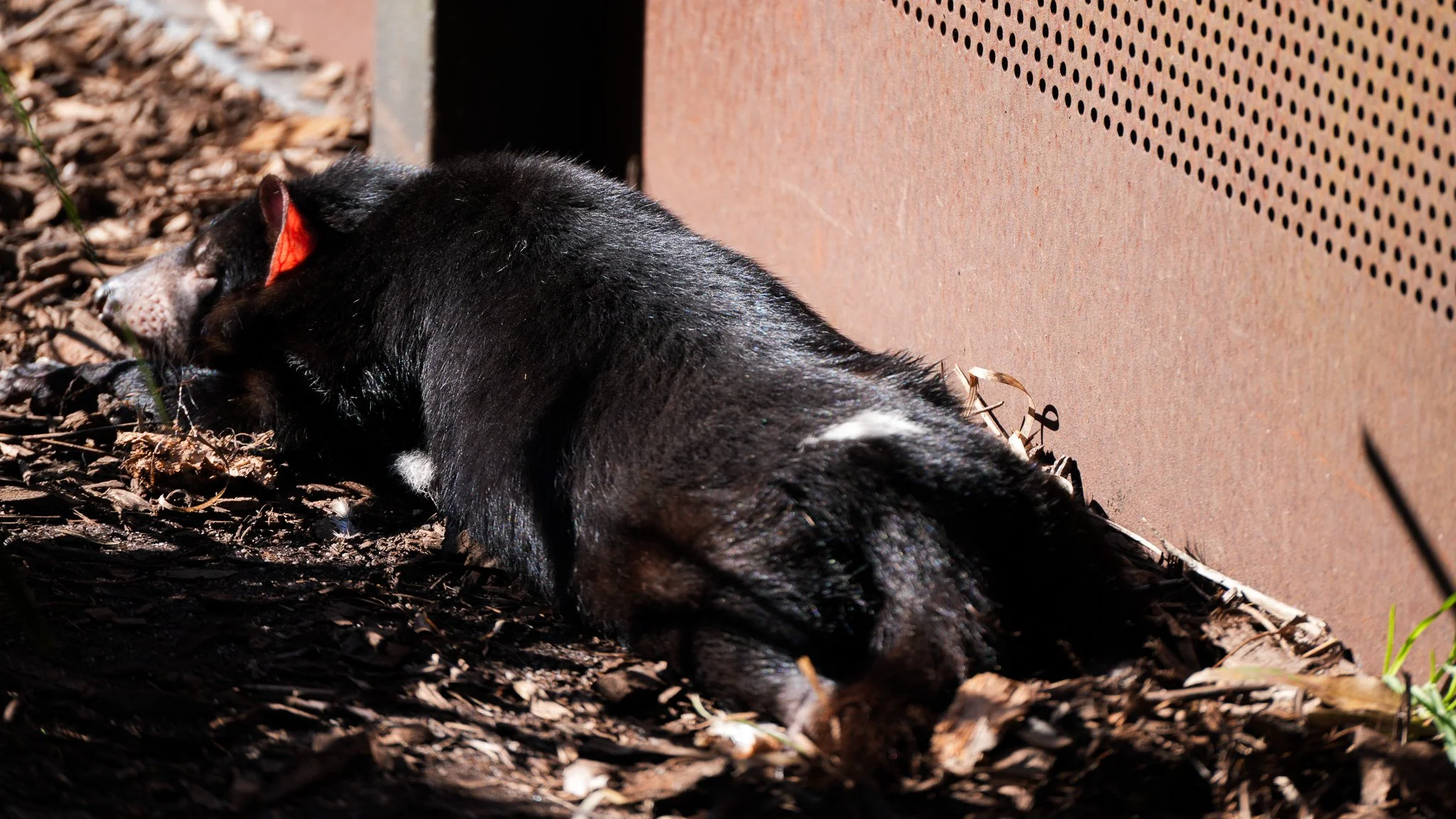 Tasmanian Devil - Melbourne Zoo