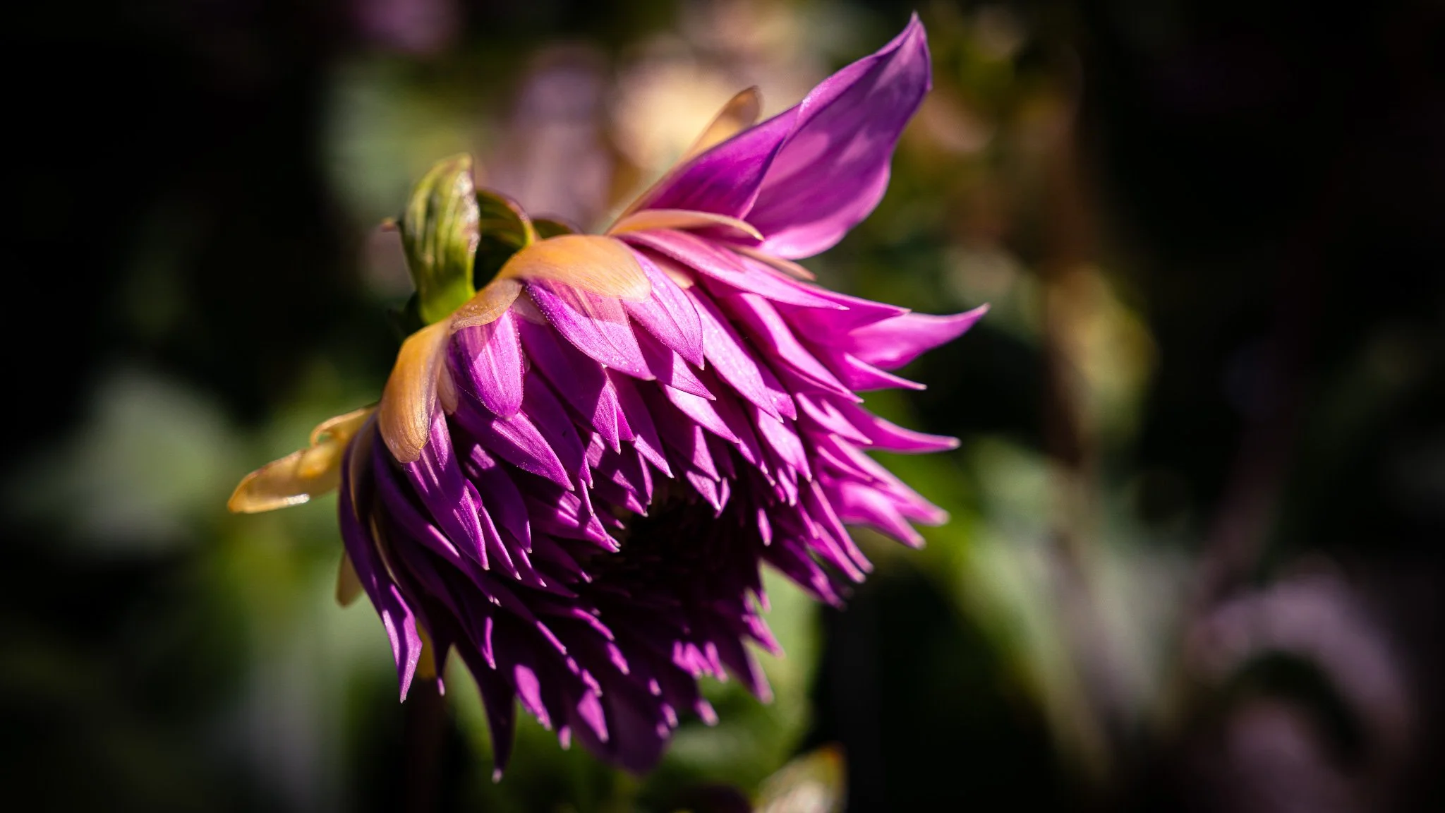 Flowers - Ballarat Botanical Garden