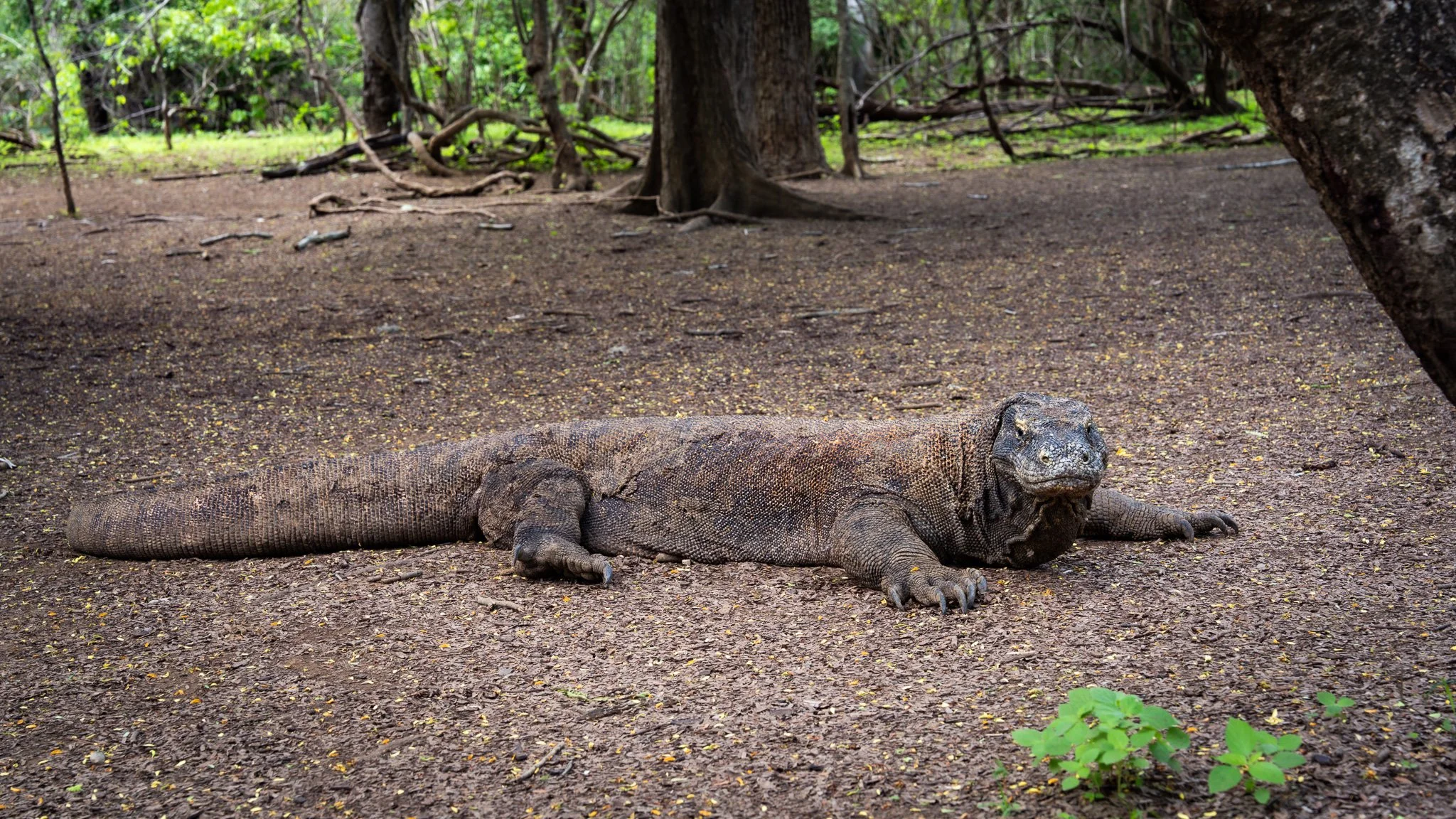 Komodo Island