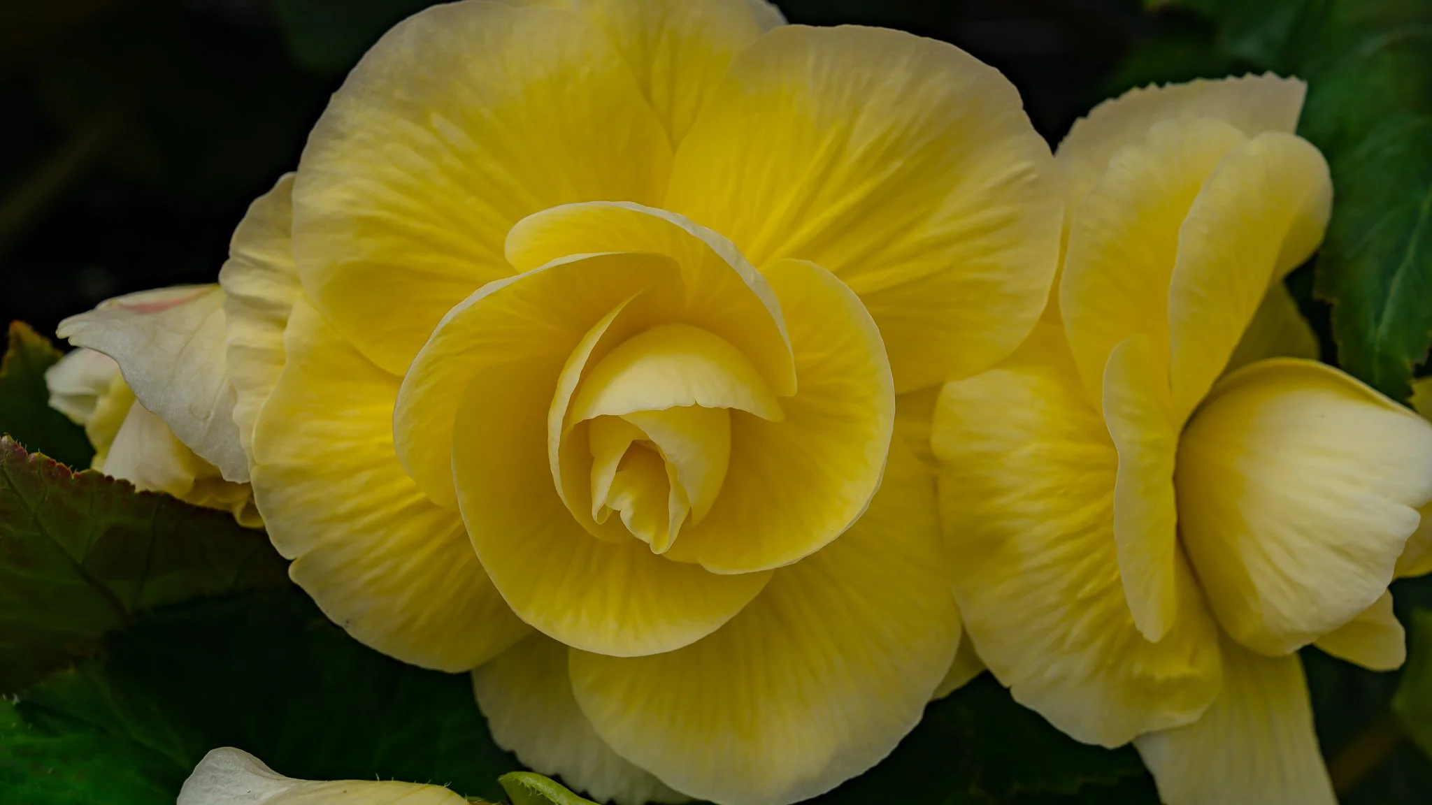 Flowers - Ballarat Botanical Garden