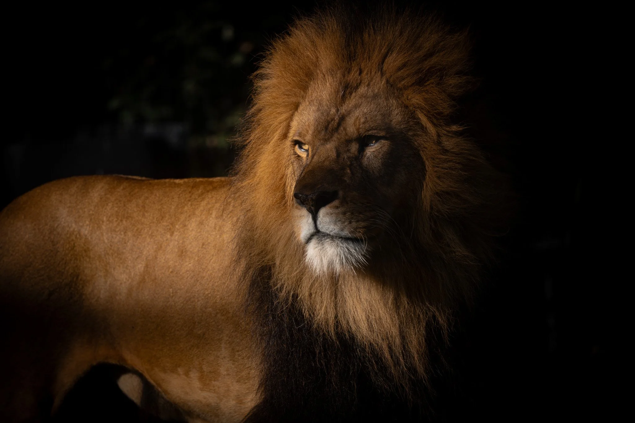 Male lion looking side way at Melbourne Zoo