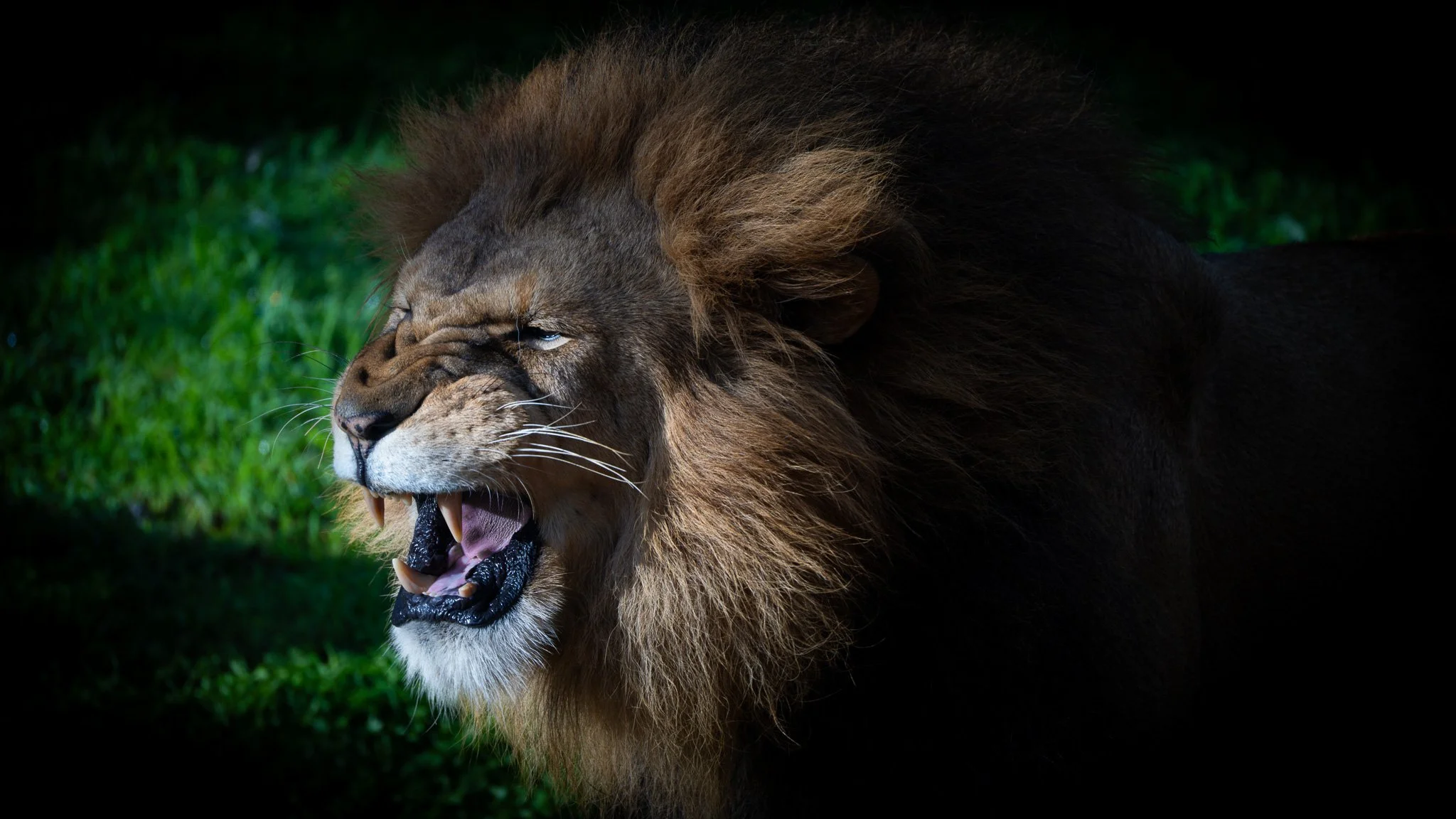 Lion - Melbourne Zoo