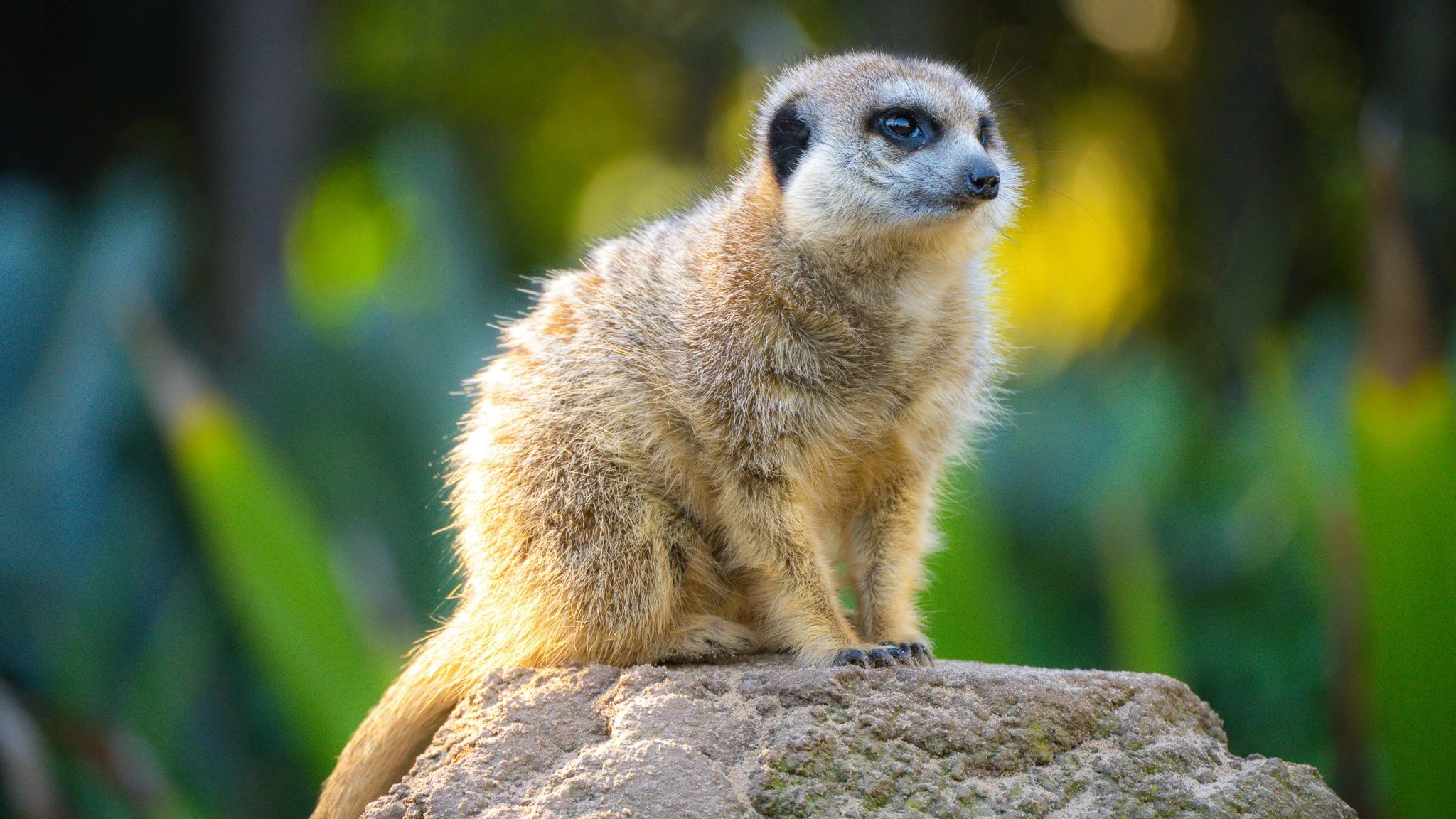 Meerkat - Melbourne Zoo