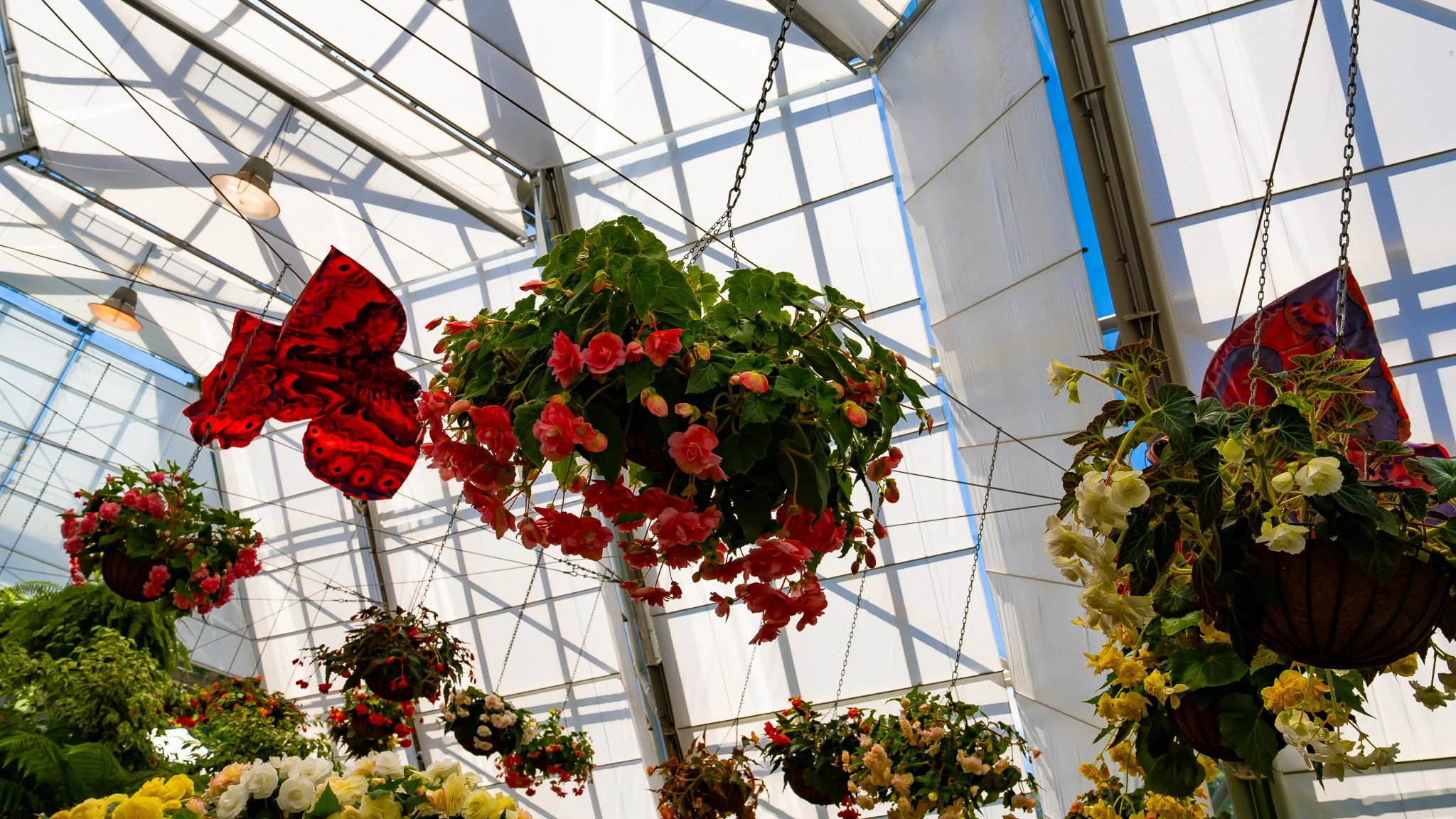 Flowers - Ballarat Botanical Garden