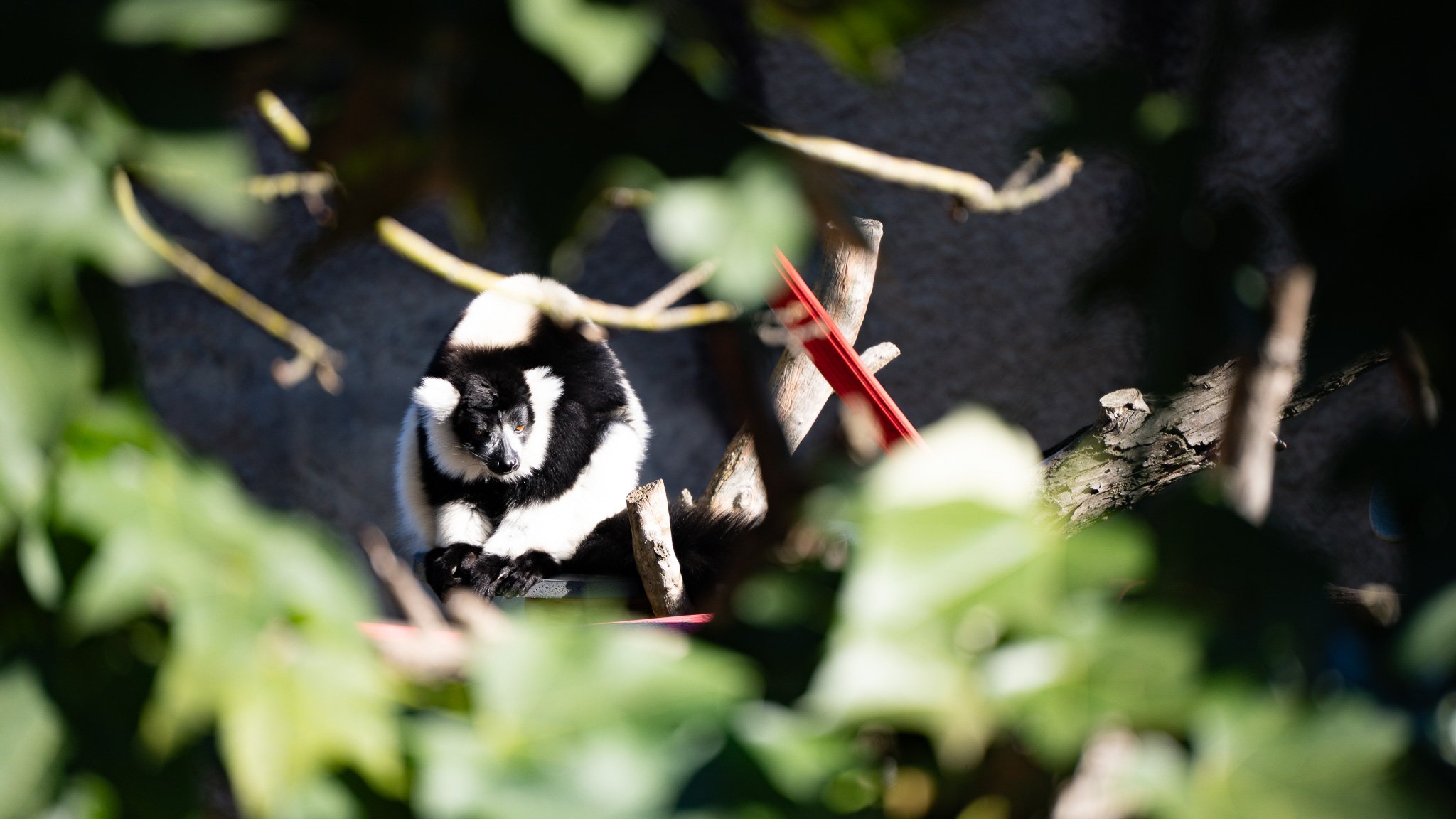 Black & White Ruffled Lemur - Melbourne Zoo