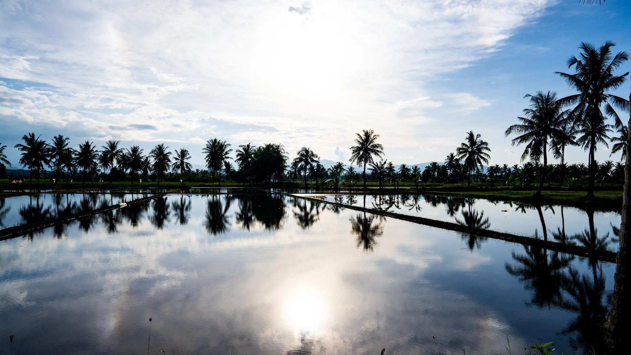 Rice paddies at Mbay
