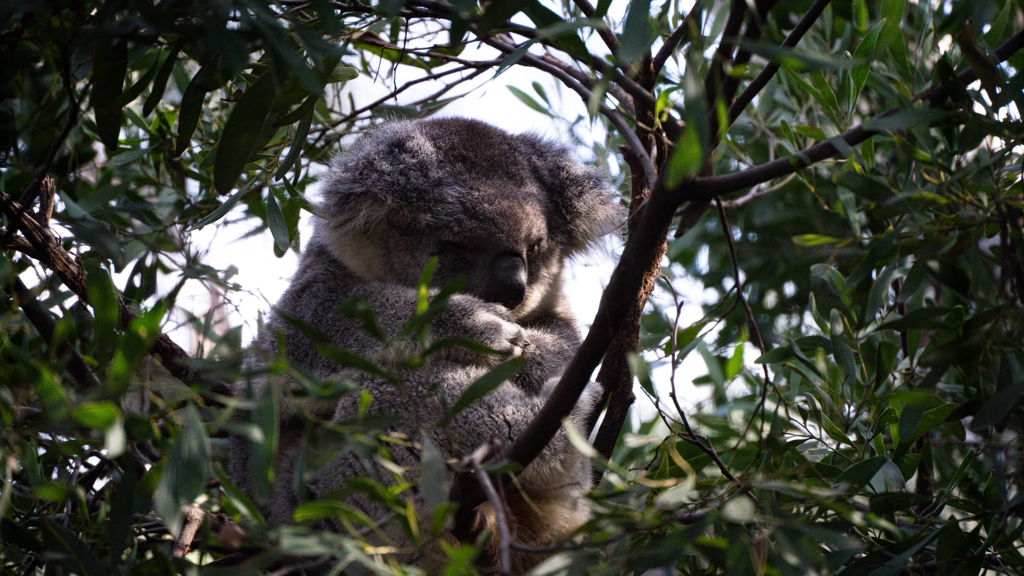 Koala - Melbourne Zoo