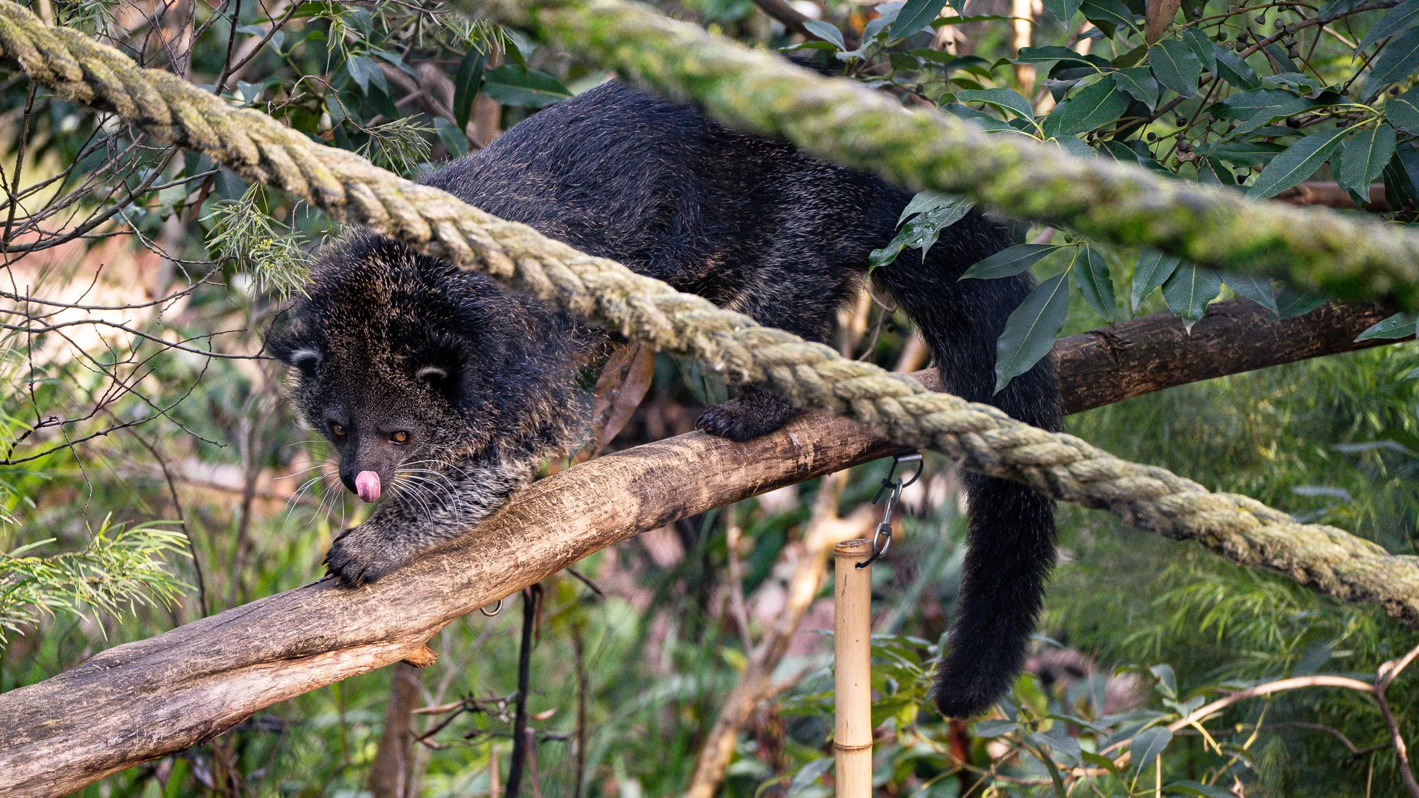 Binturong - Melbourne Zoo