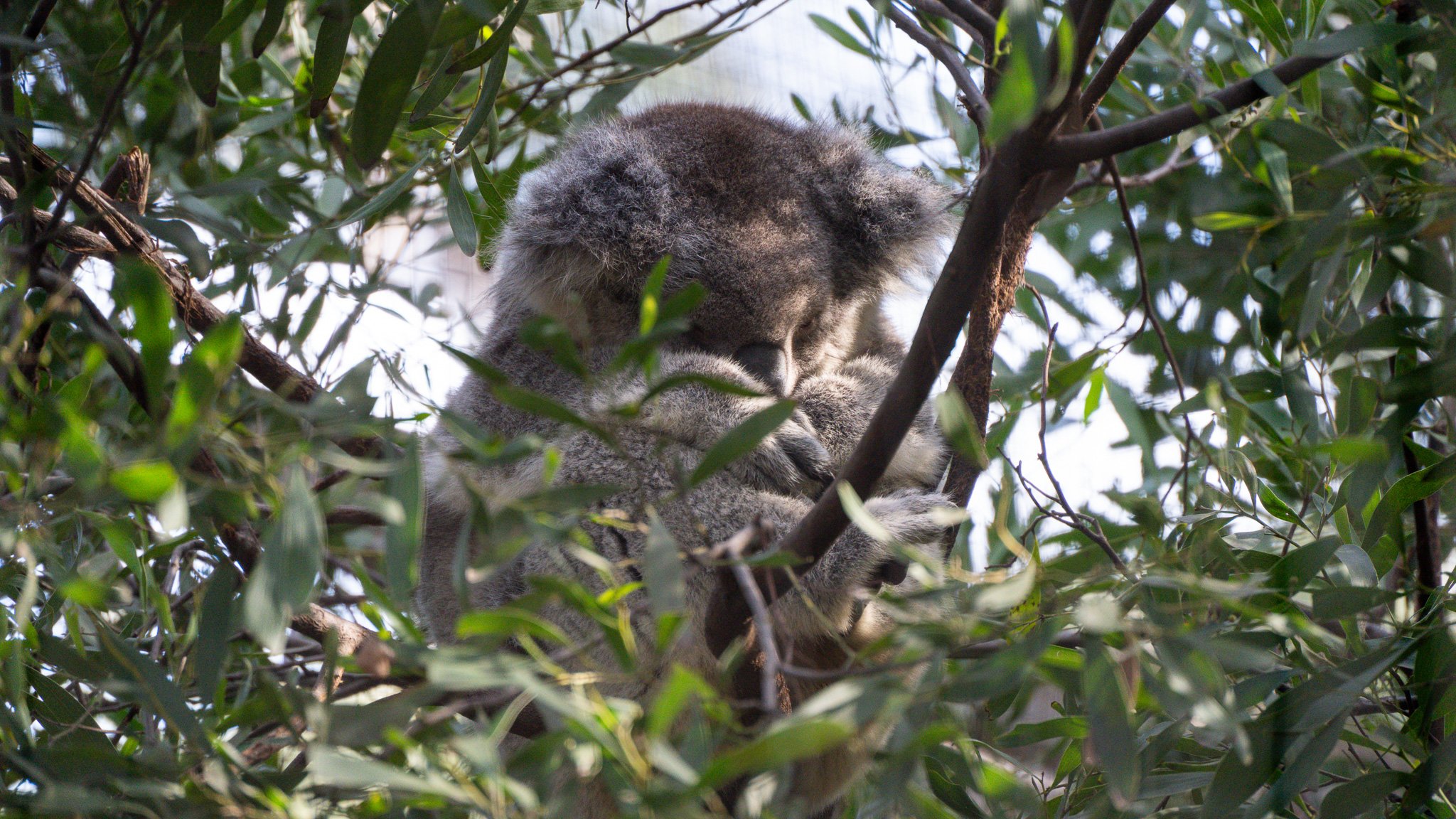 Koala - Melbourne Zoo