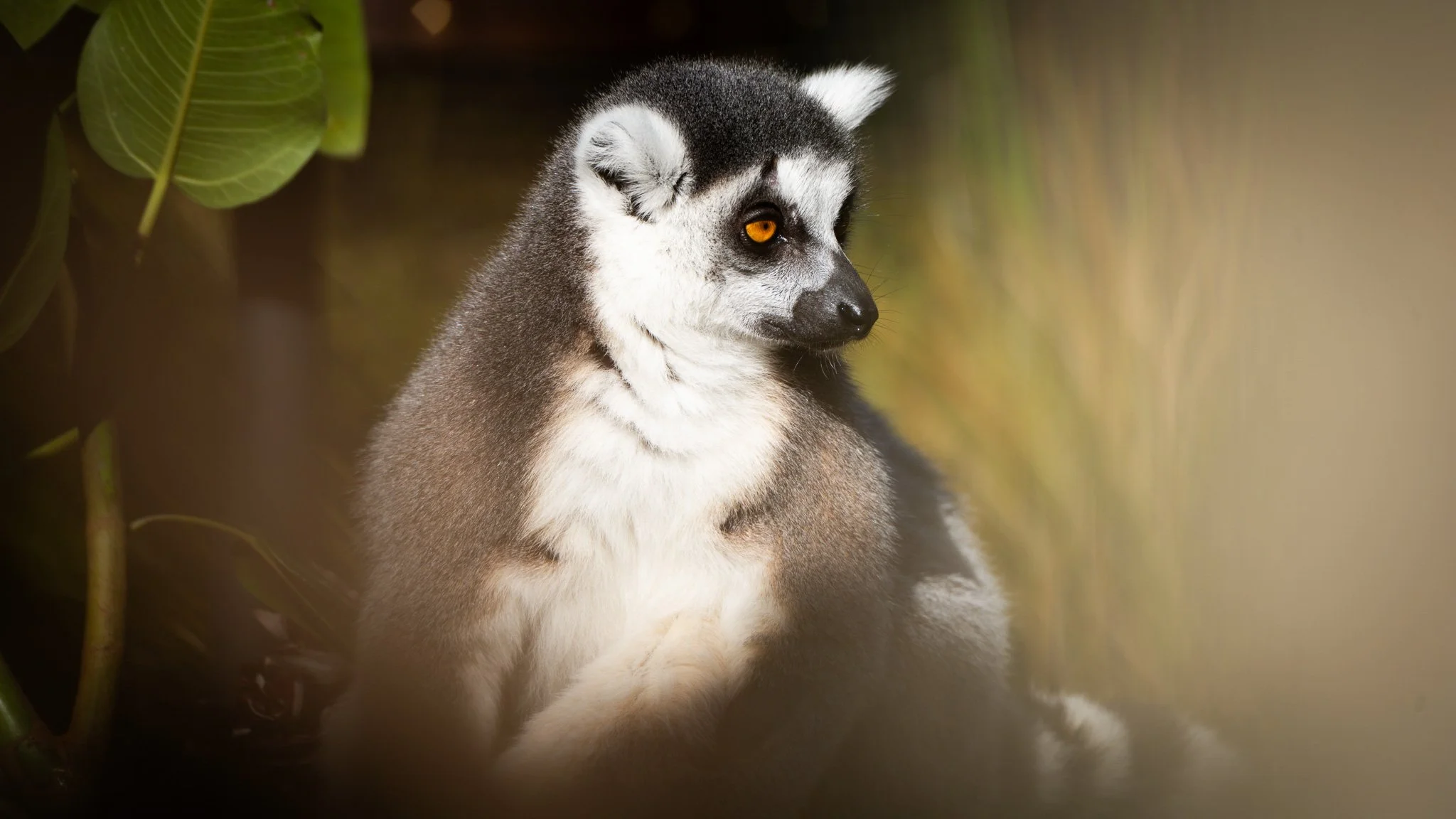 Ring-tailed Lemur - Melbourne Zoo