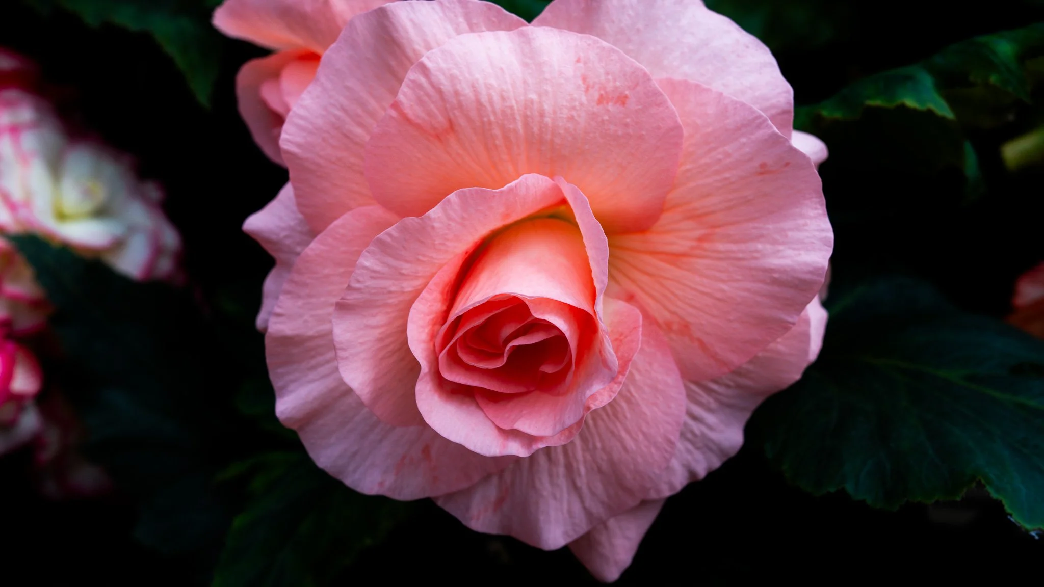 Flowers - Ballarat Botanical Garden