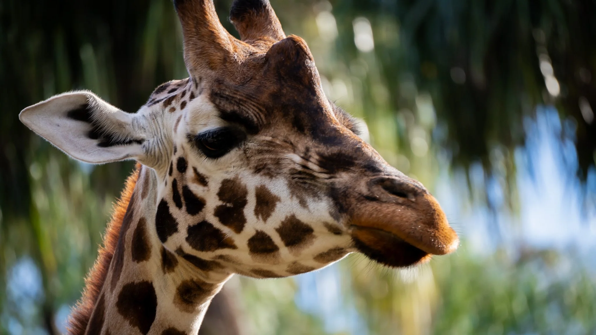 Giraffe - Melbourne Zoo