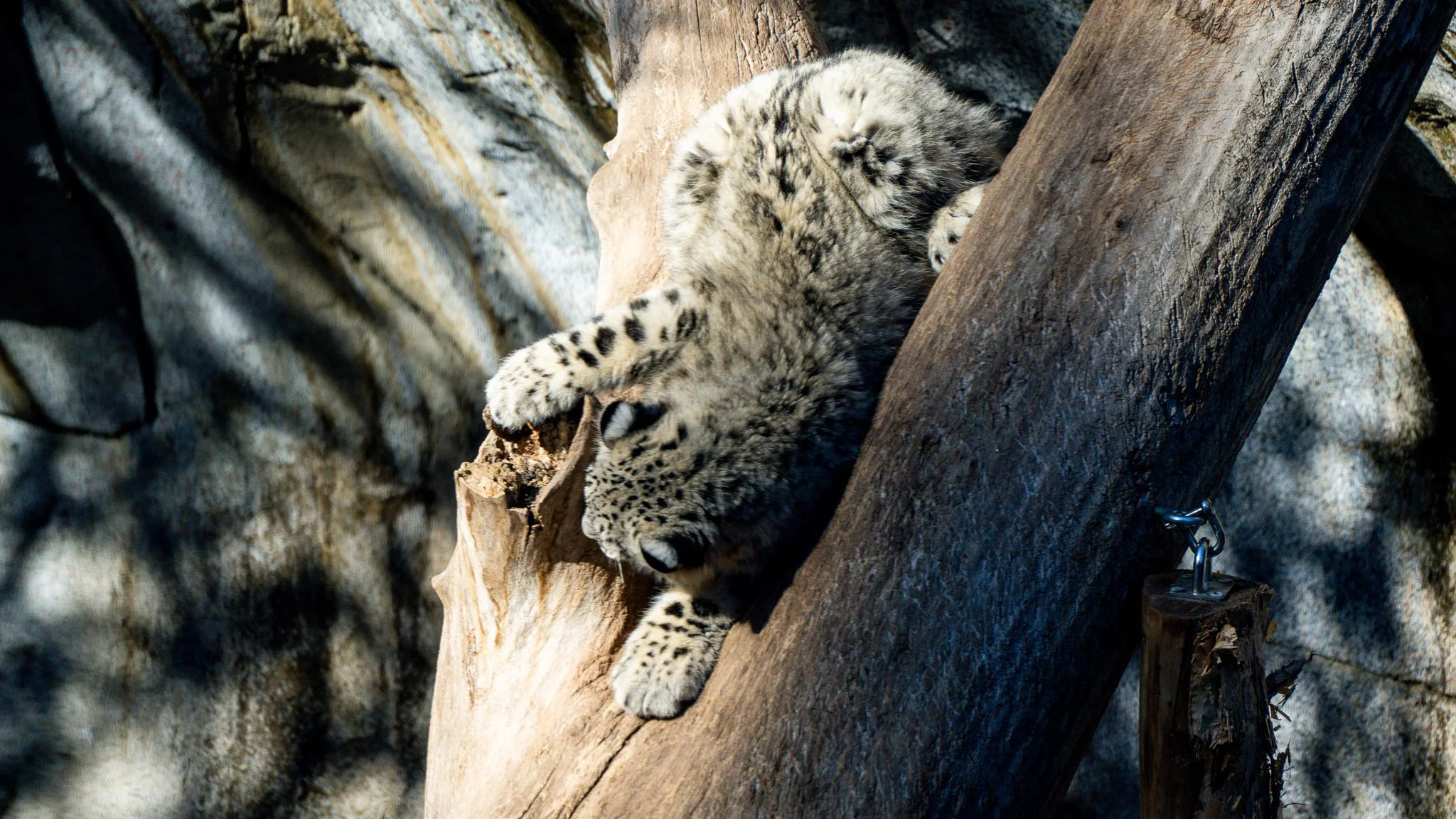 Snow Leopard - Melbourne Zoo