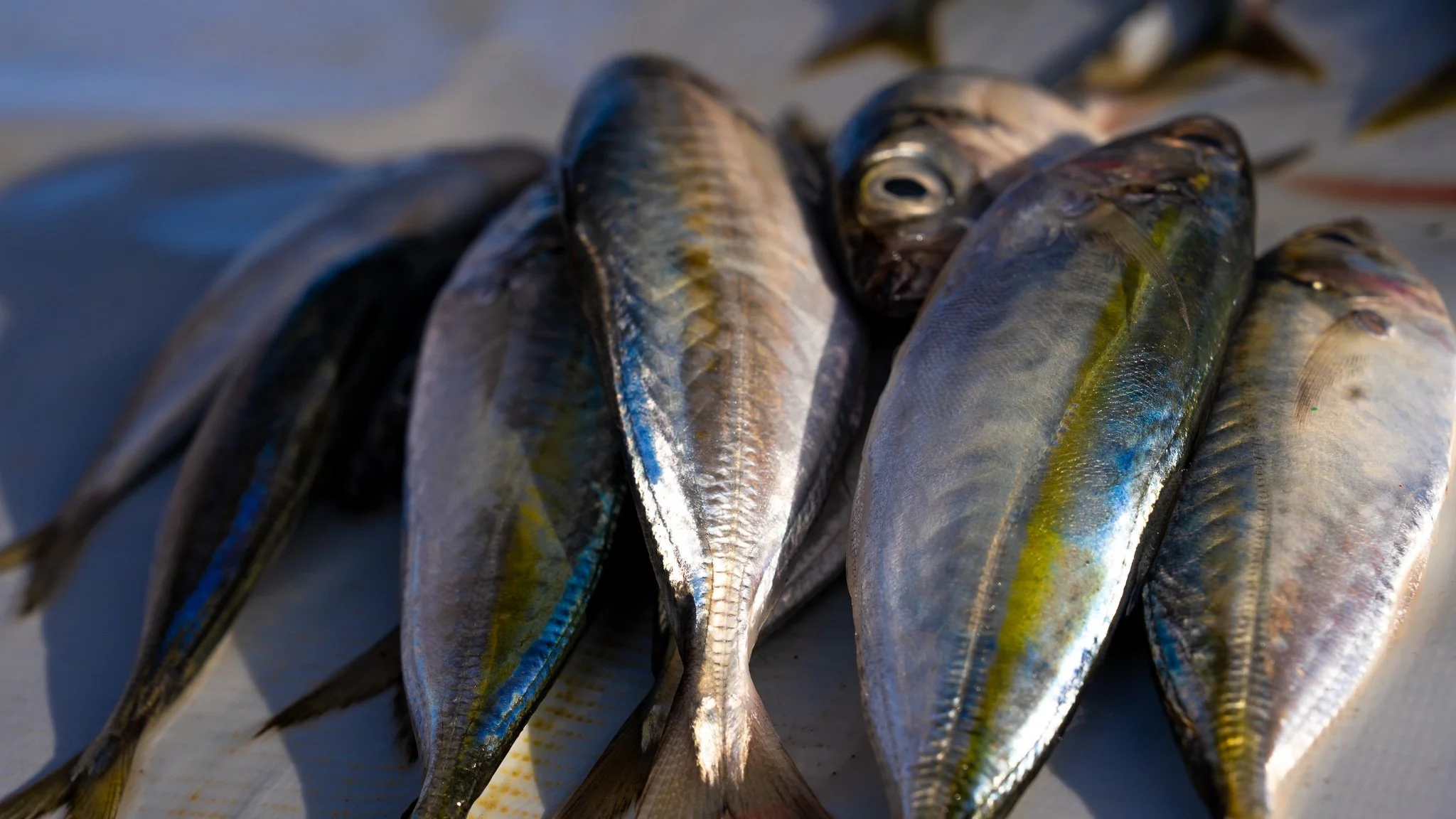 Oeba Fish Market